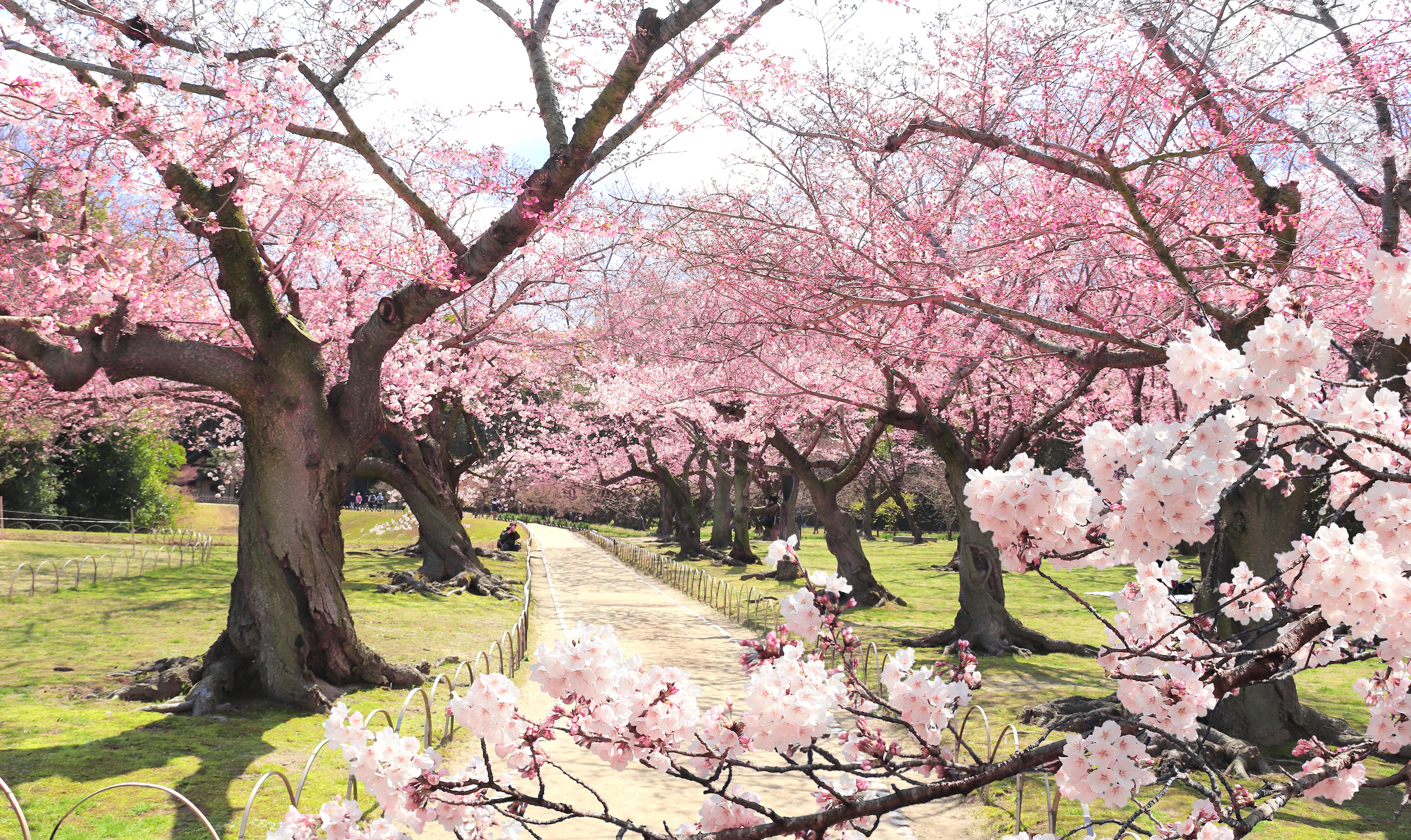 Majestætiske sakura træer med rosa kirsebærblomster i japansk park - ideelt rejsemål for naturelskere