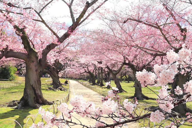 Majestætiske sakura træer med rosa kirsebærblomster i japansk park - ideelt rejsemål for naturelskere