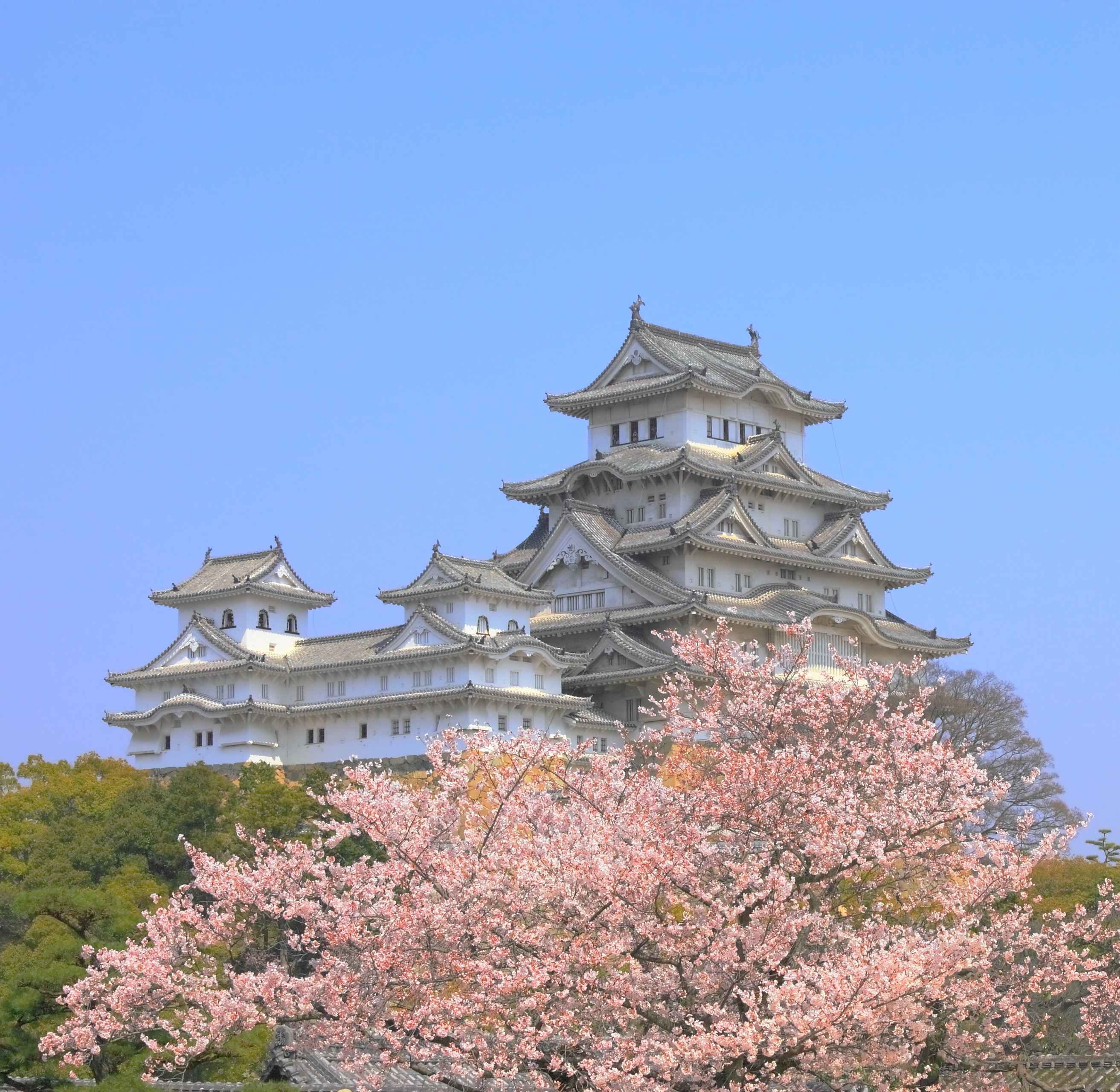 Japans ikoniske hvide Himeji slot med rosa sakura blomster i forårssæsonen