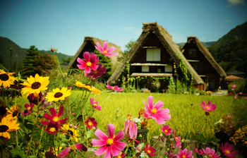 Pittoresk japansk landsby med stråtækte huse og blomstrende eng med cosmos og solsikker
