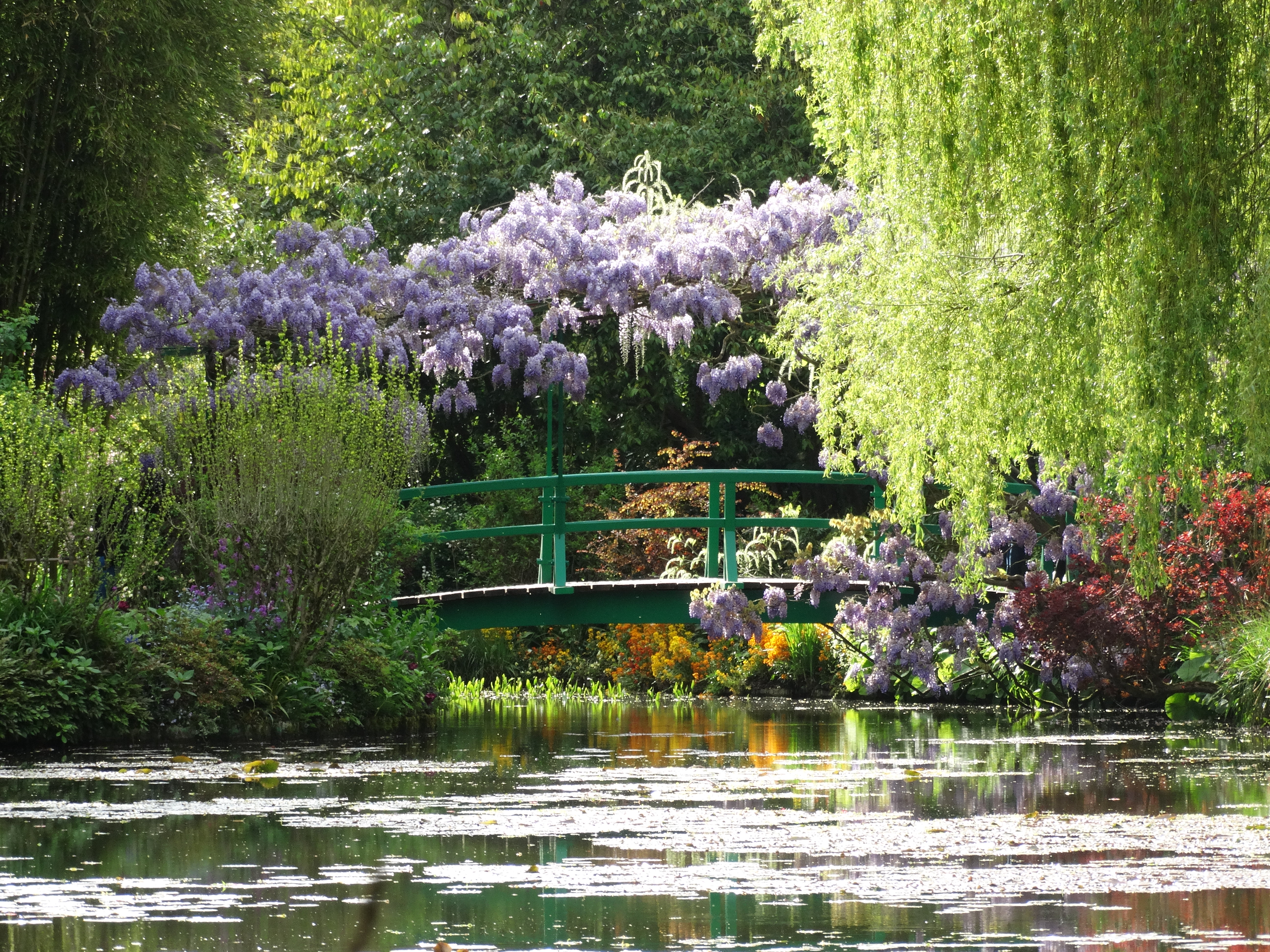 Den charmerende japanske bro i Monets have i Giverny, Frankrig, omgivet af lilla wisteria og grønne planter, der skaber en levende scene fra kunstnerens berømte værker