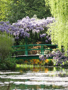 Den charmerende japanske bro i Monets have i Giverny, Frankrig, omgivet af lilla wisteria og grønne planter, der skaber en levende scene fra kunstnerens berømte værker