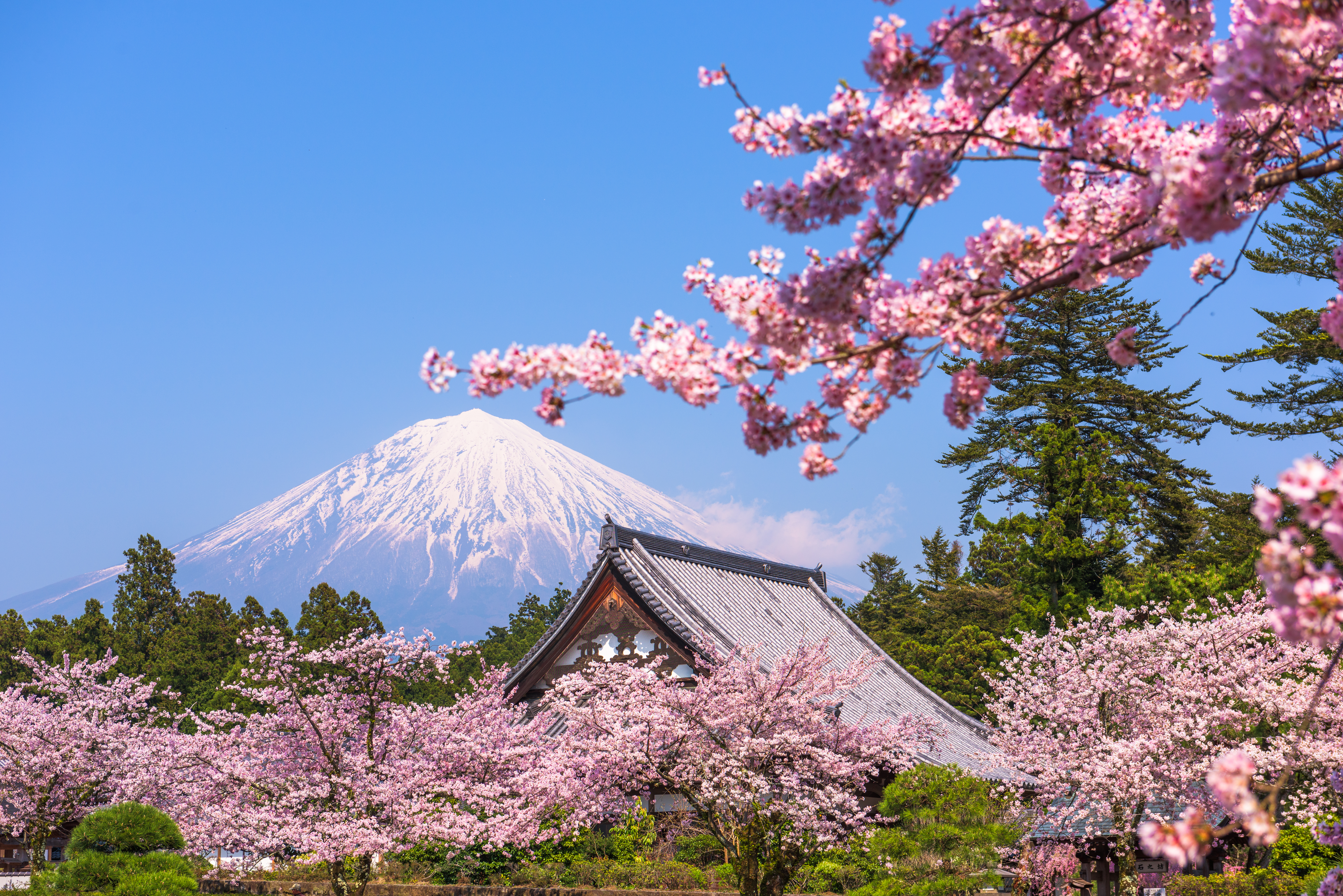 Japansk forår med Fuji og kirsebærblomster, Shizuoka