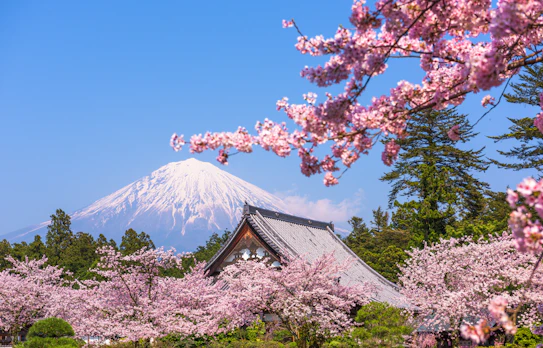 Japansk forår med Fuji og kirsebærblomster, Shizuoka