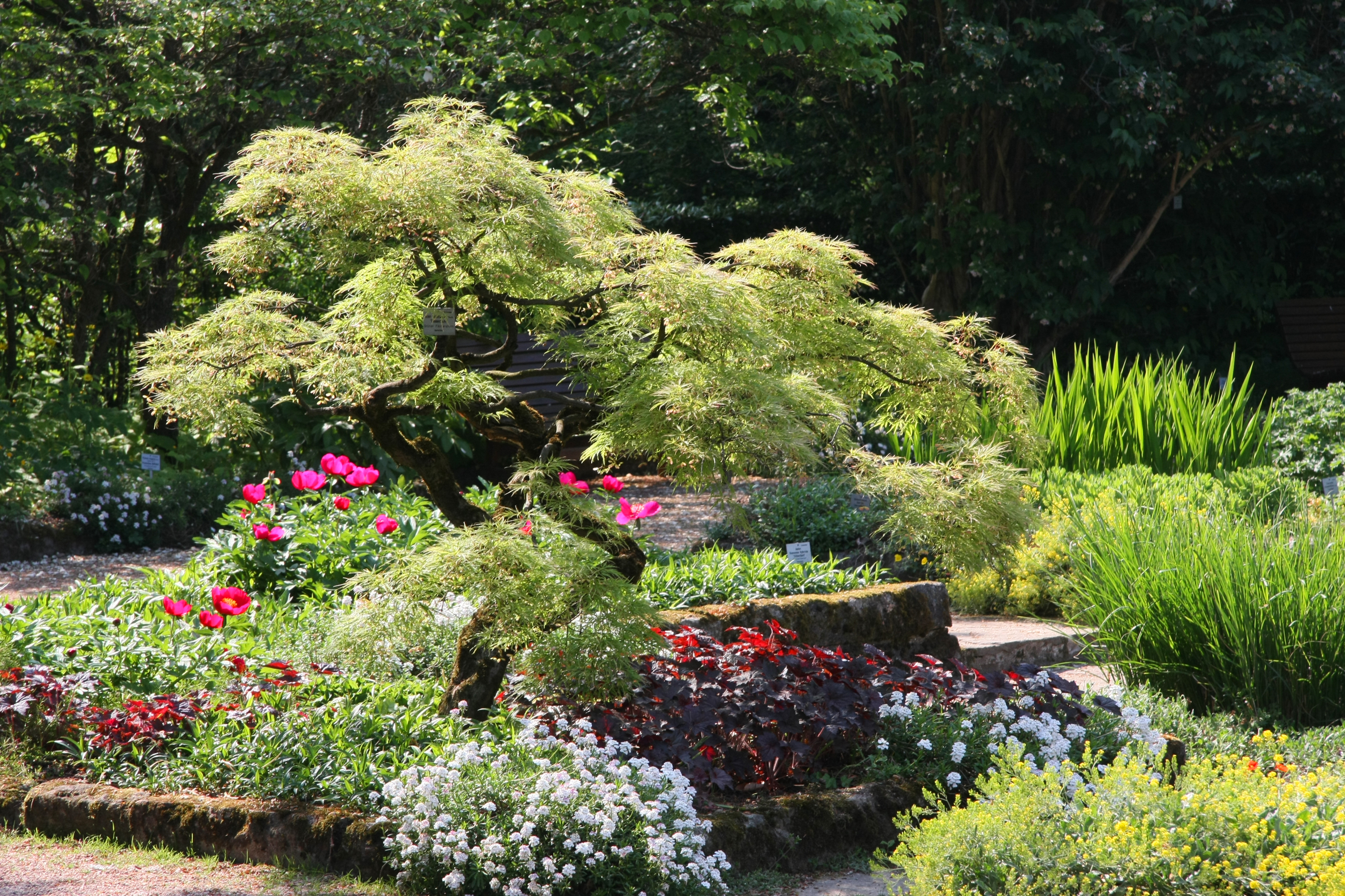 Naturskøn botanisk have i Linz, Østrig med et elegant japansk løntræ og farverige blomster inklusiv lyserøde pæoner og hvide blomster