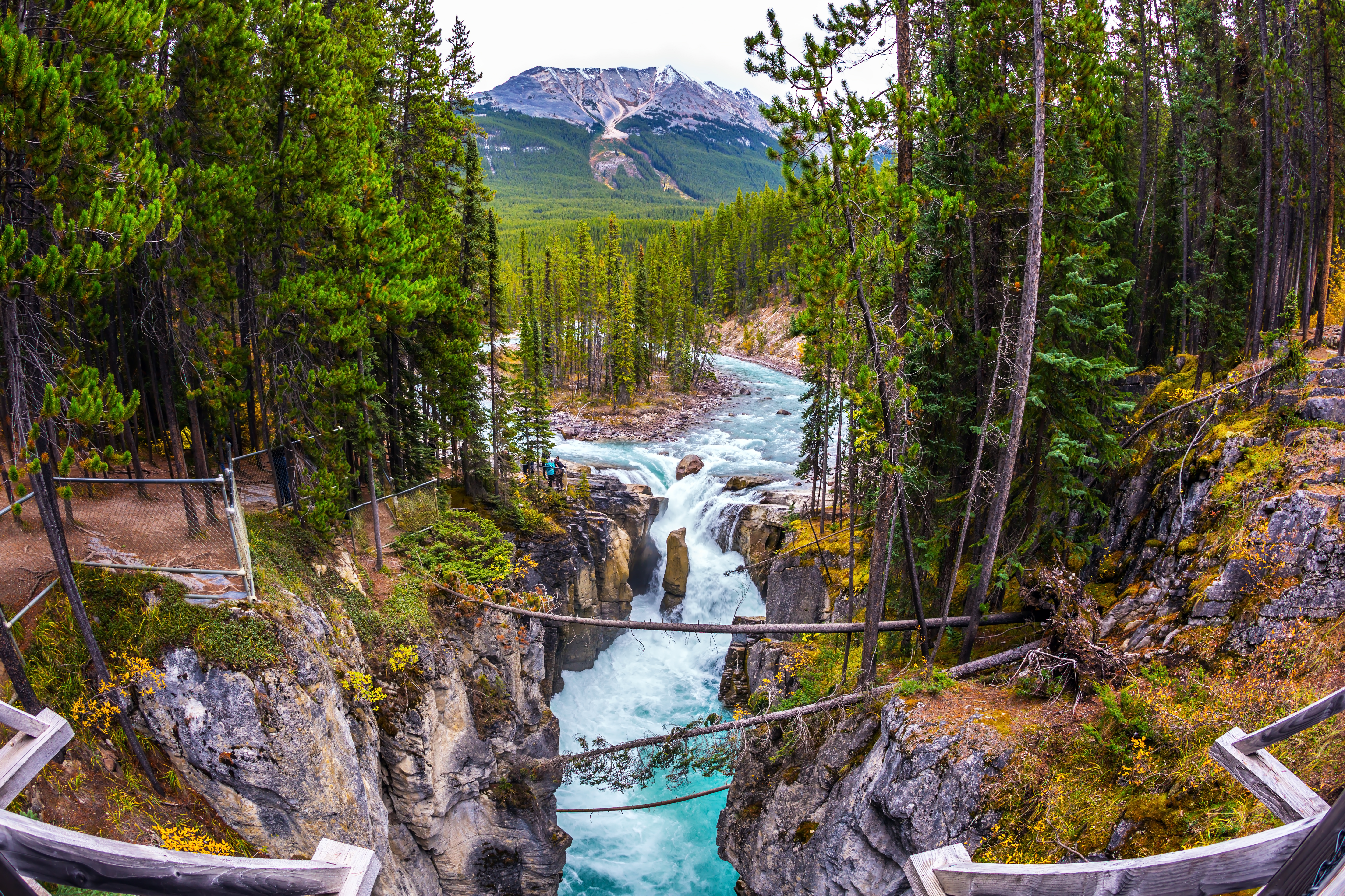 Sunwapta Falls imponerende vandfald gennem klippekløft med skovlandskab i Jasper Canada