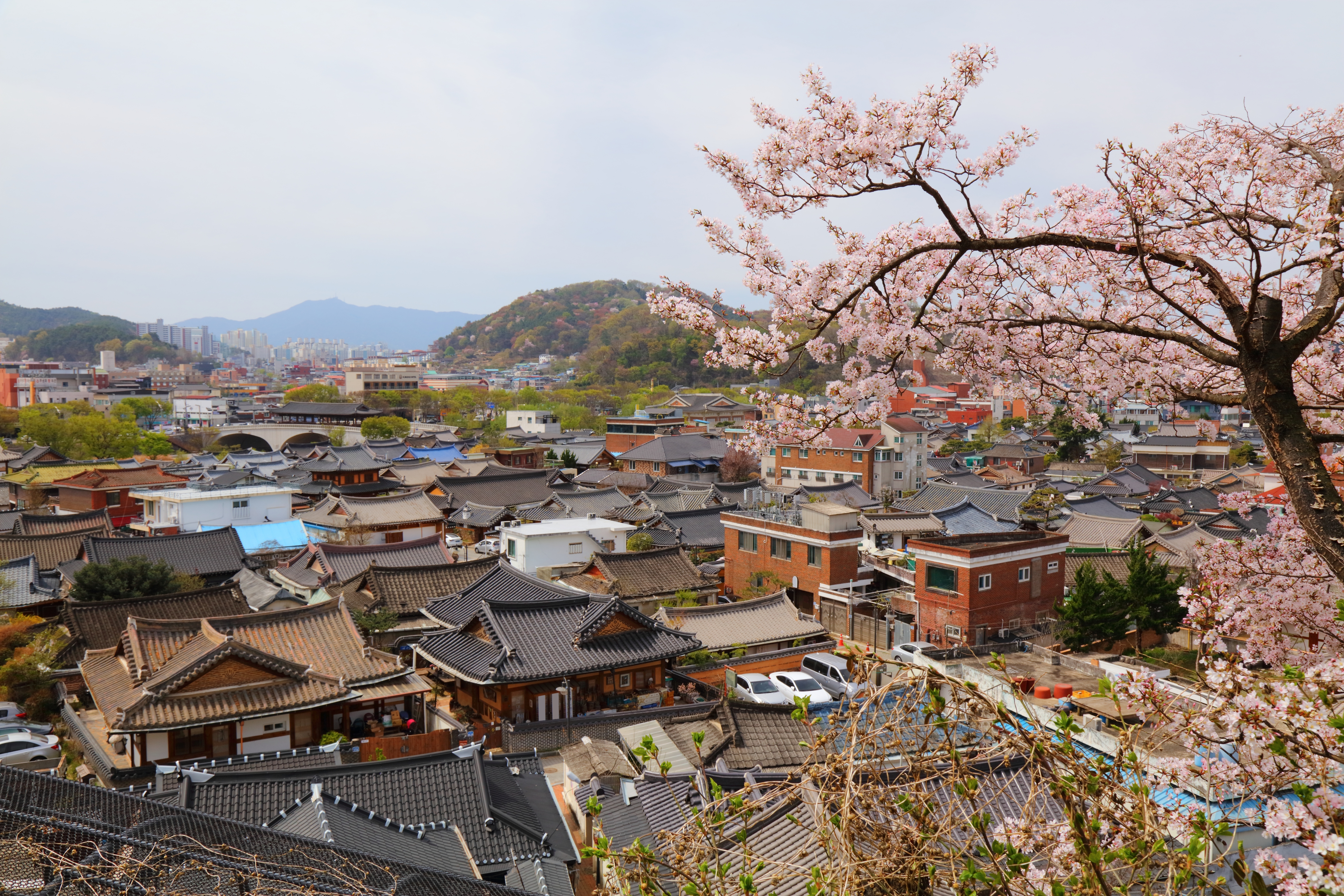 Betagende udsigt over Jeonju Hanok landsbyen med traditionelle koreanske træhuse og blomstrende kirsebærtræer i foråret