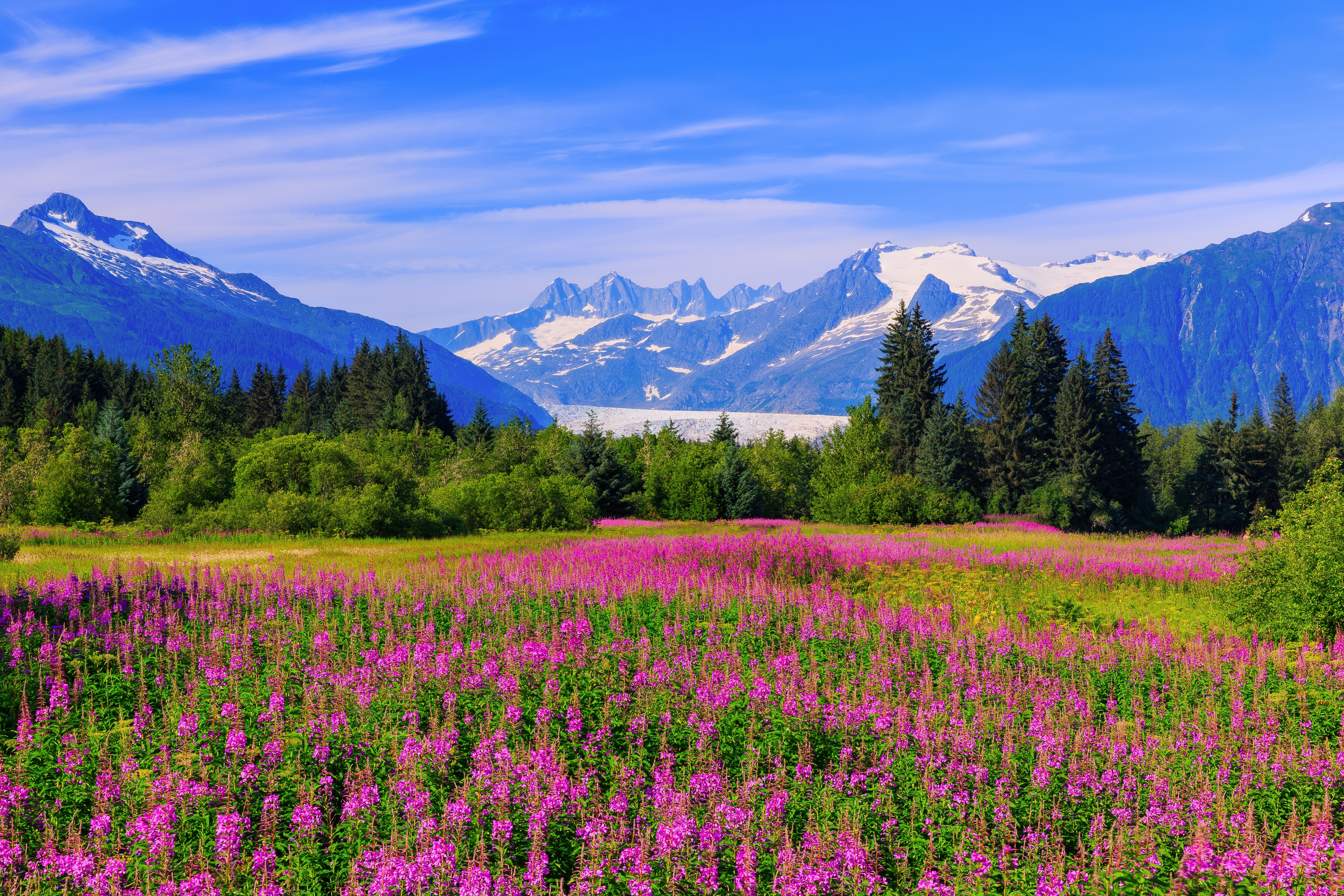 Blomstrende eng med vildblomster og imponerende bjerg- og gletsjerlandskab nær Juneau Alaska