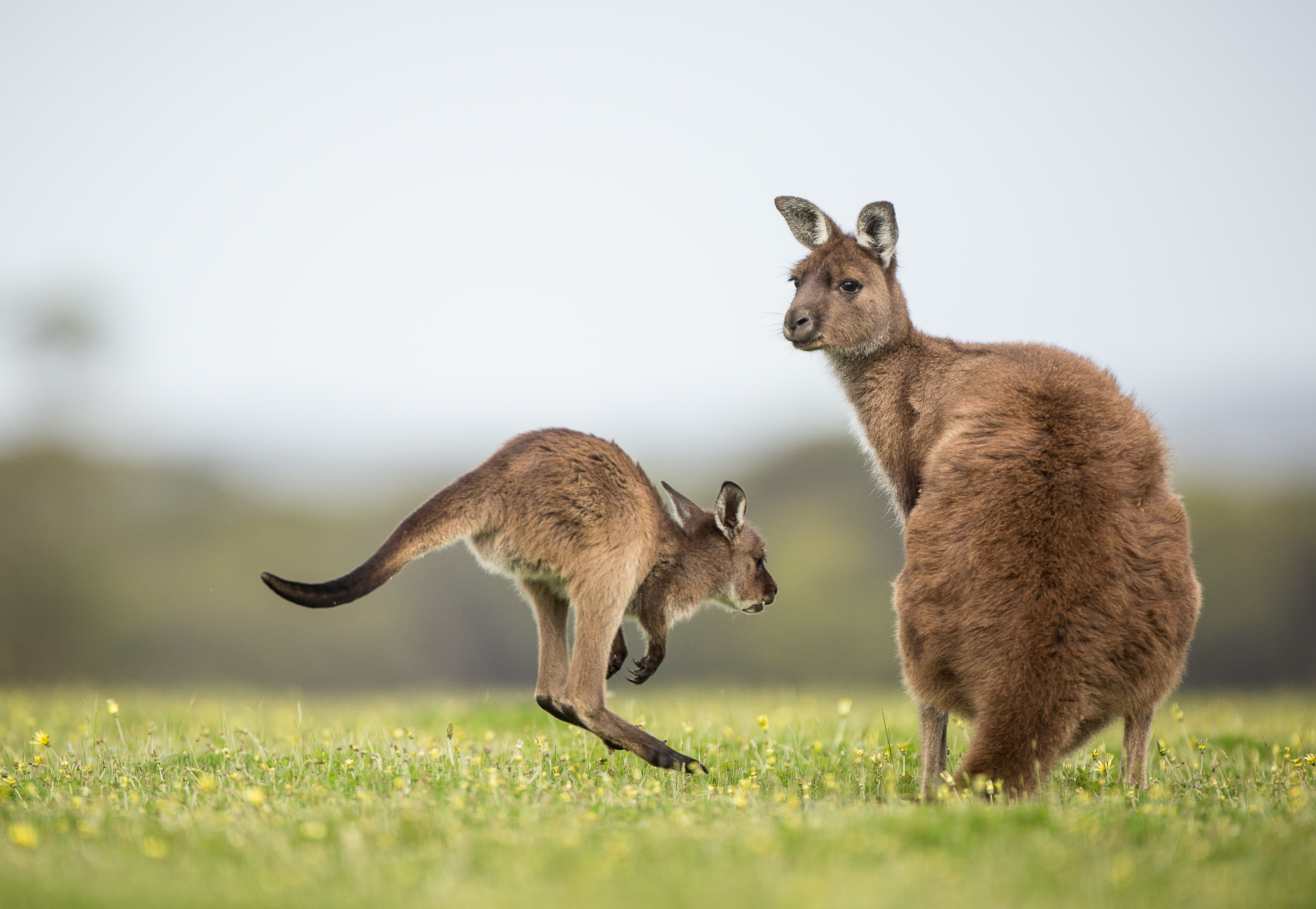 Kænguru joey med mor på Kangaroo Island, Australien safari