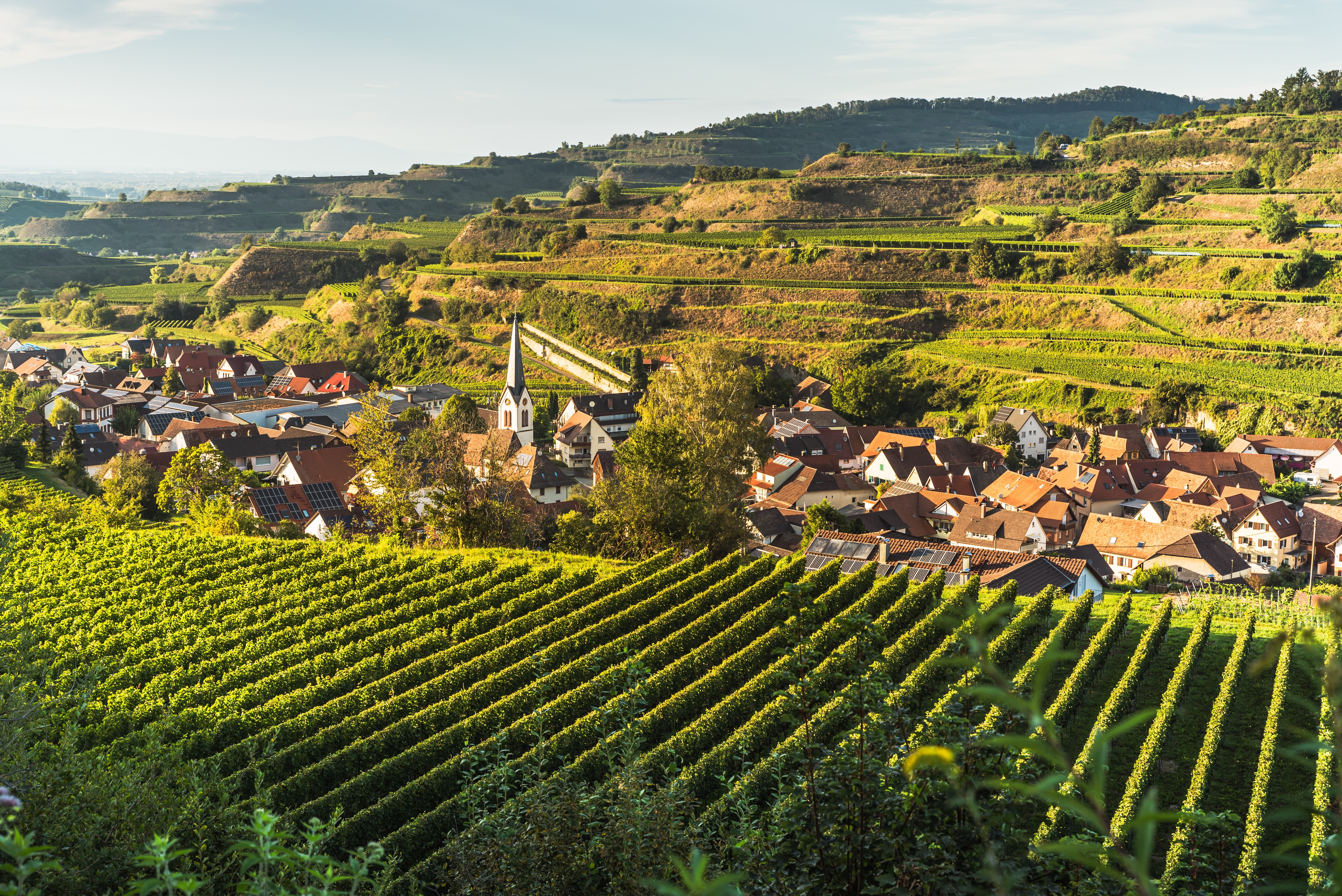 Udsigt over de frodige vingårde og den charmerende landsby Bickensohl med kirke og traditionelle huse i Kaiserstuhl-regionen i Baden, Tyskland