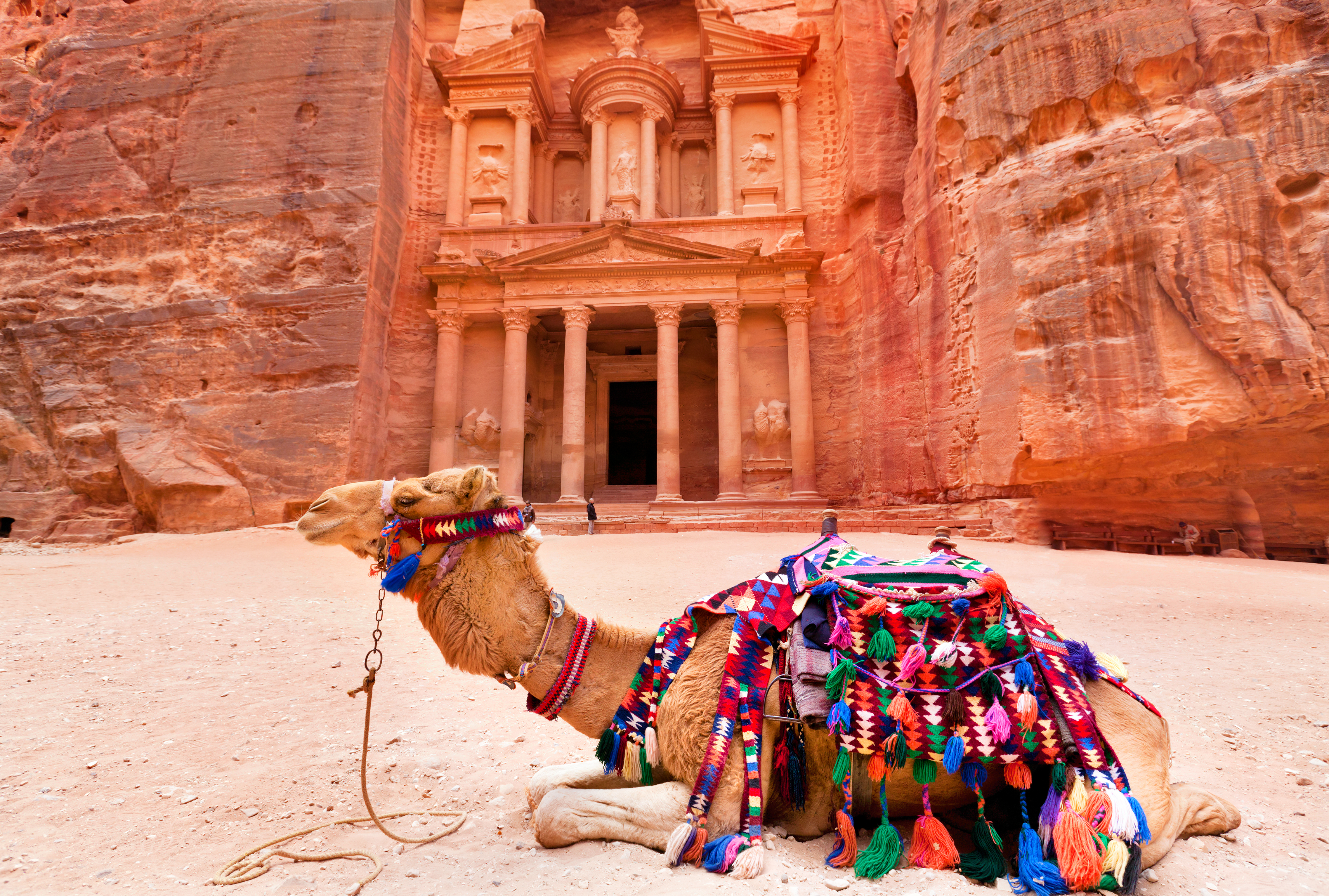 Kamel ved indgangen til det berømte Skatkammer i Petra, Jordan, hvor den antikke nabatæiske arkitektur møder det barske ørkenlandskab