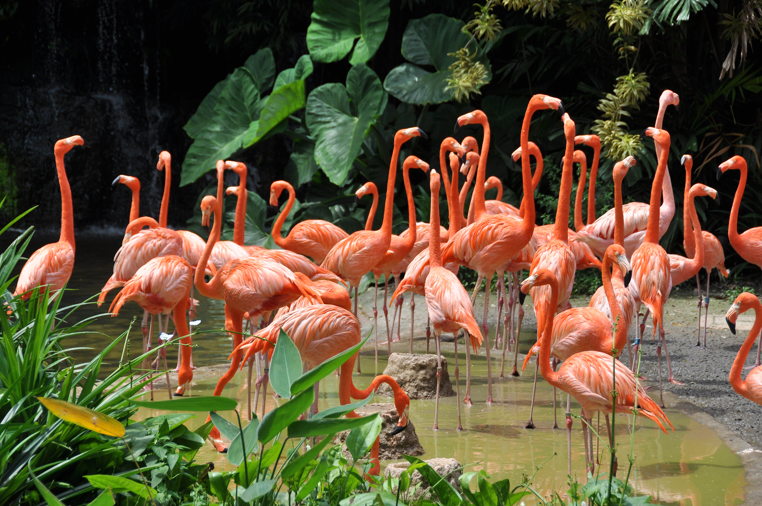 Pink flamingos i karibisk naturområde med palmevegetation