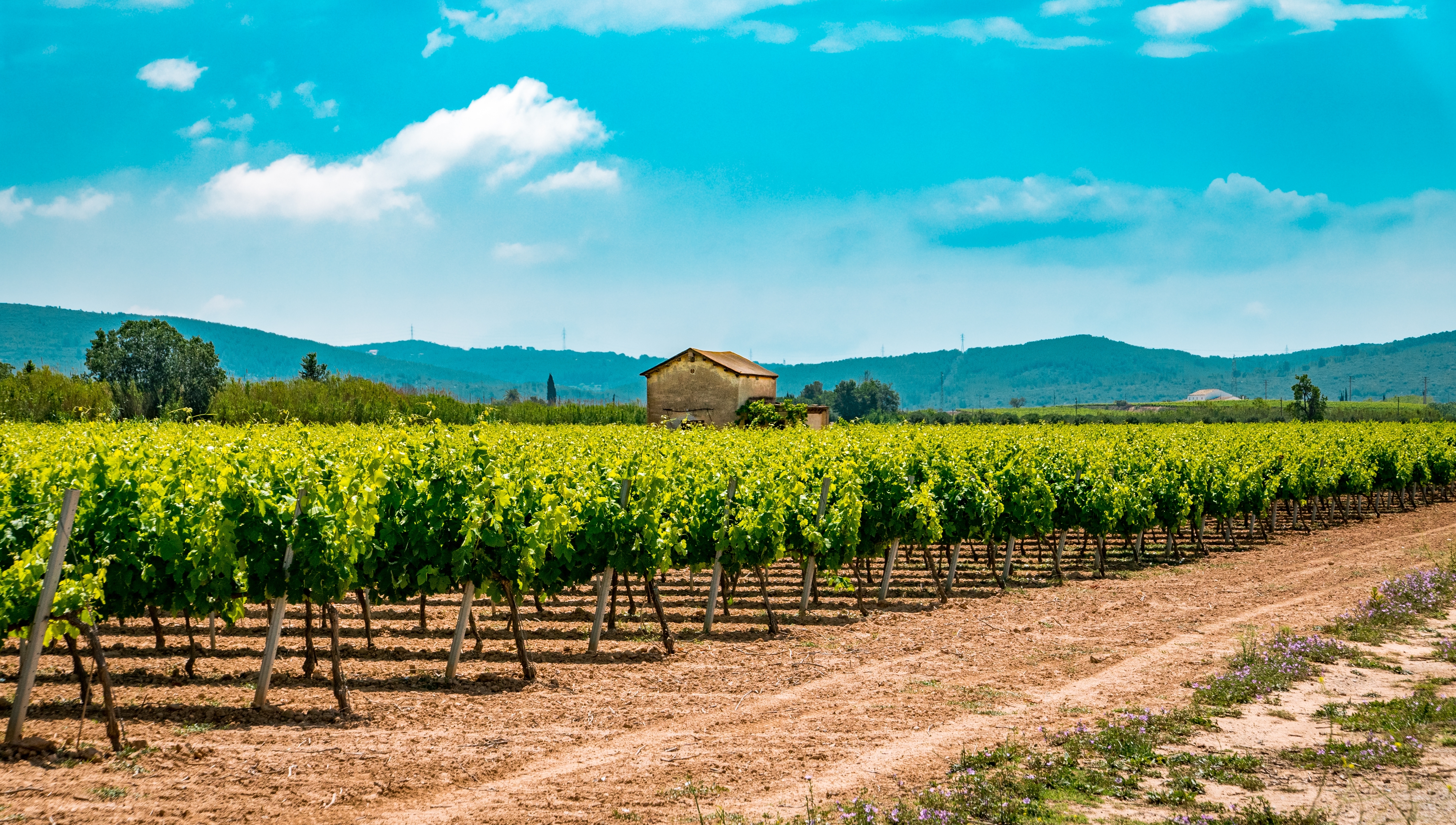 Katalansk vingårdlandskab i Penedes vinregion Spanien med rækker af druer og bjerge