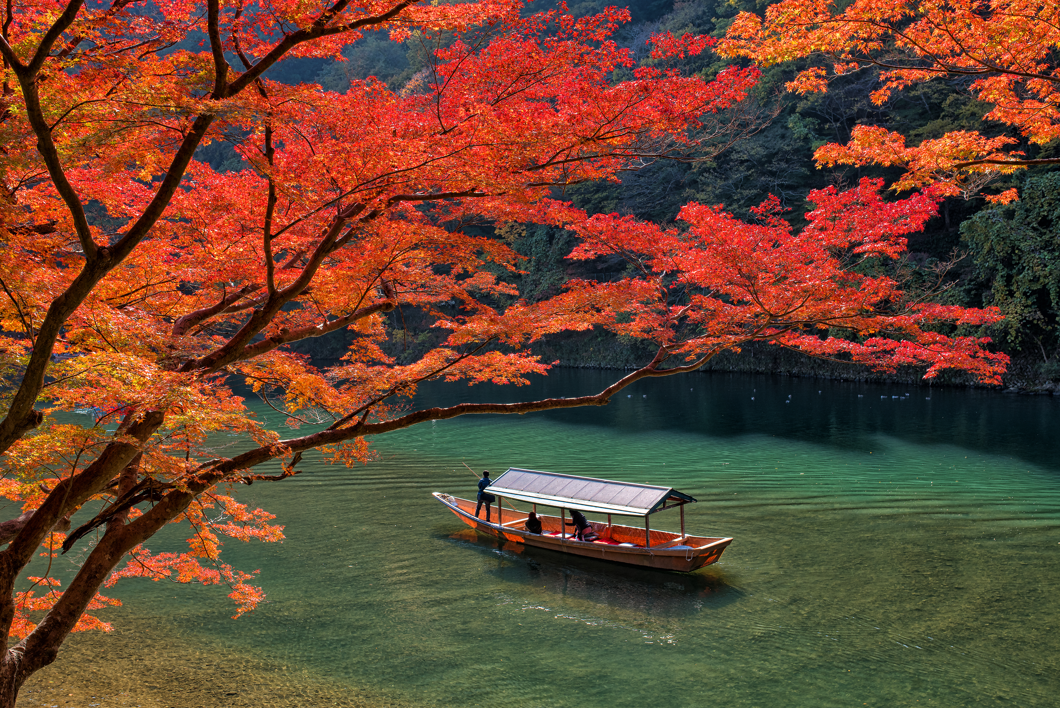 Traditionel sightseeingbåd på Katsura-floden med orange og røde løvtræer i baggrunden, Kyoto