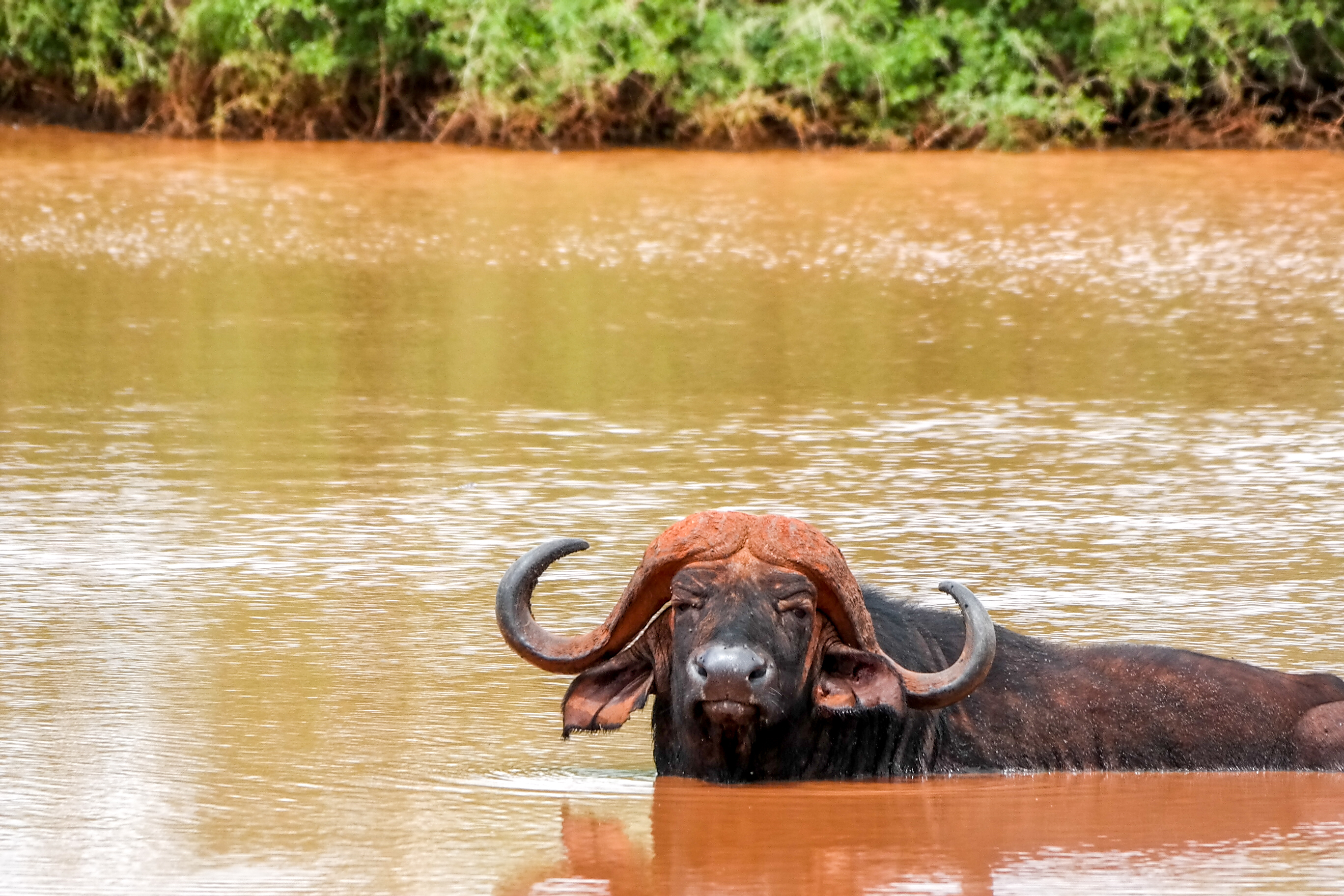 Kæmpe Kenya buffalo i sit naturlige habitat ved flodbredden under safari tur