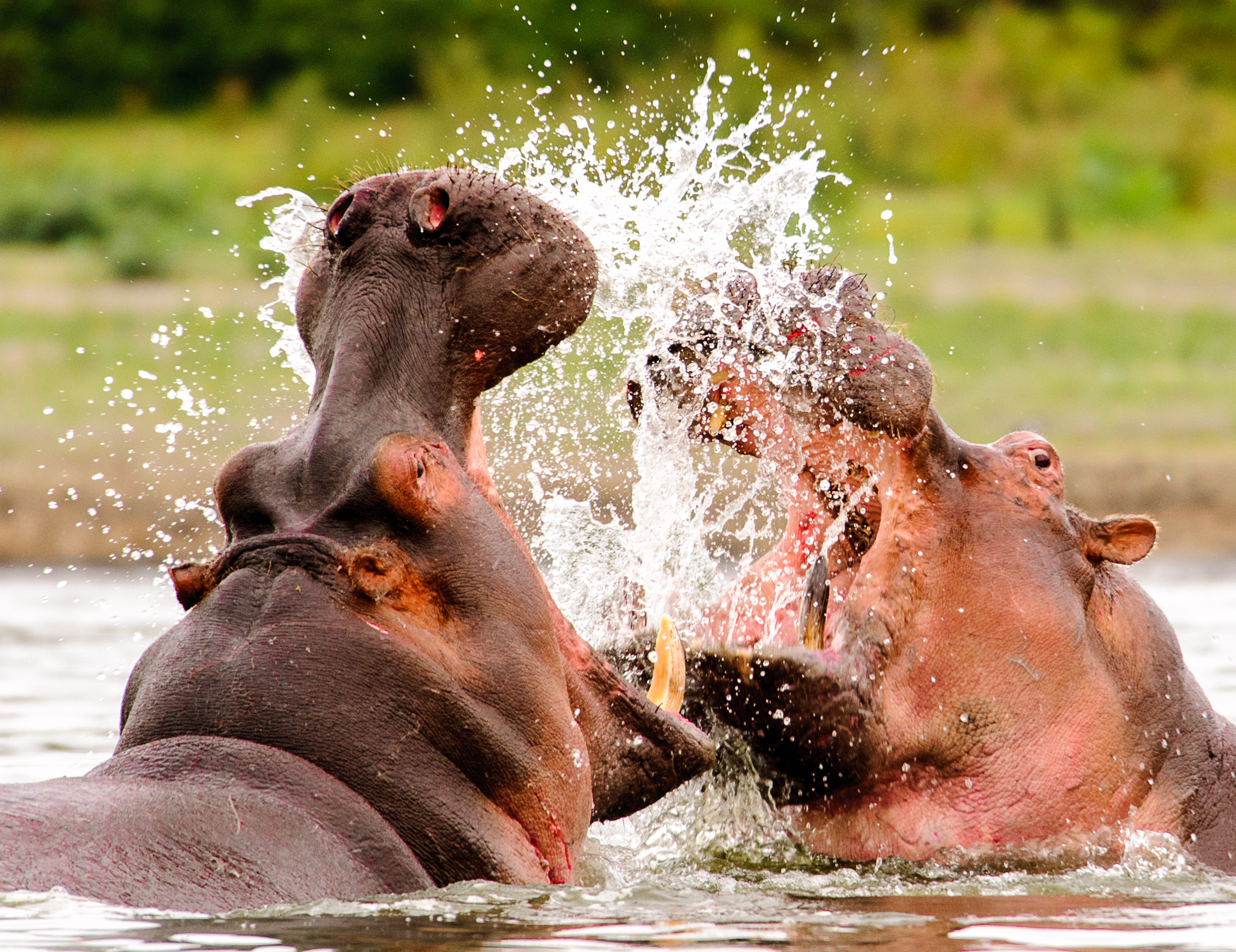 Dramatisk flodheste møde under Kenya safari i naturpark