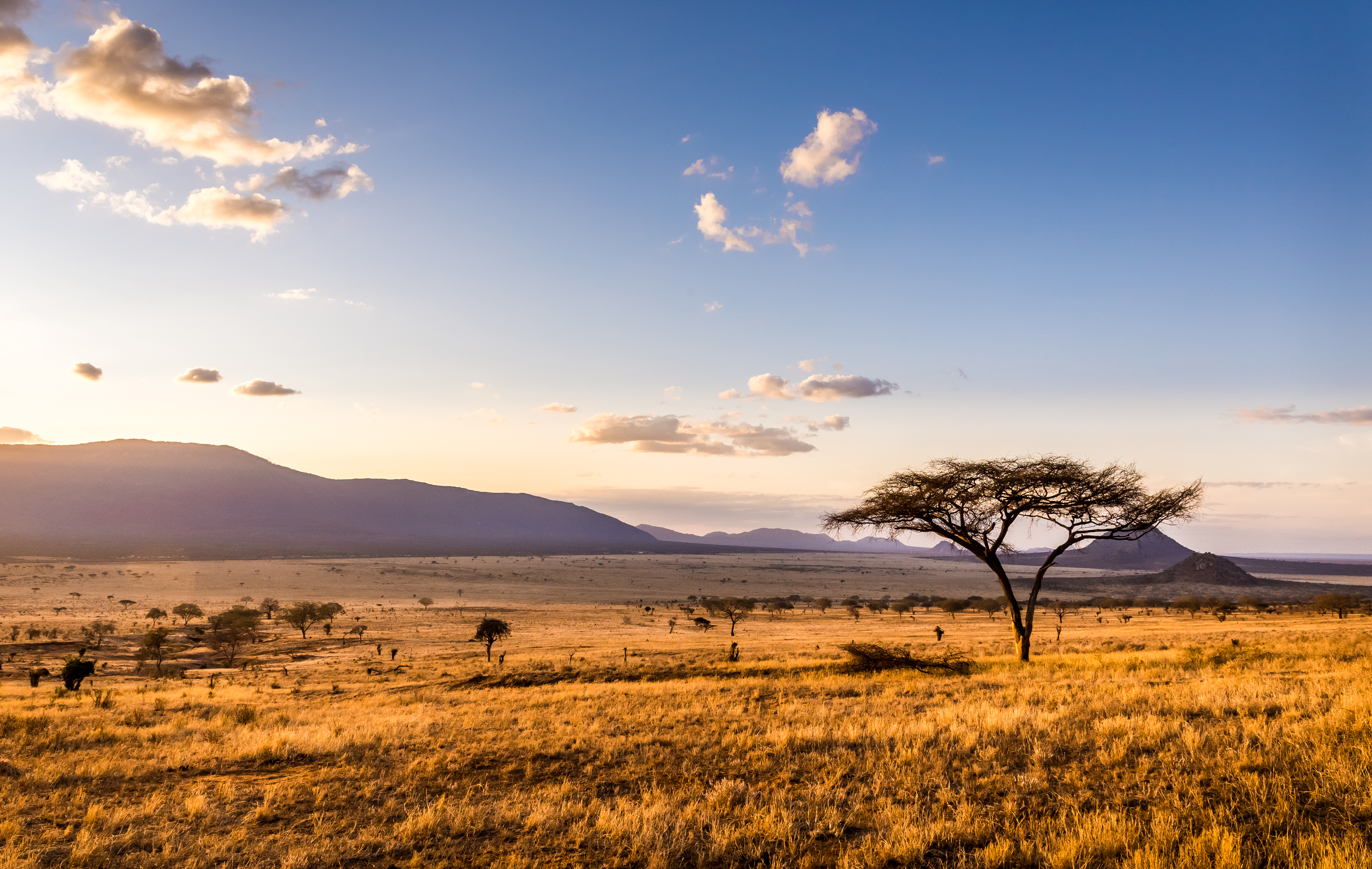 Ikonisk afrikansk landskab med ensomt akacie træ på gylden savanne i Kenya