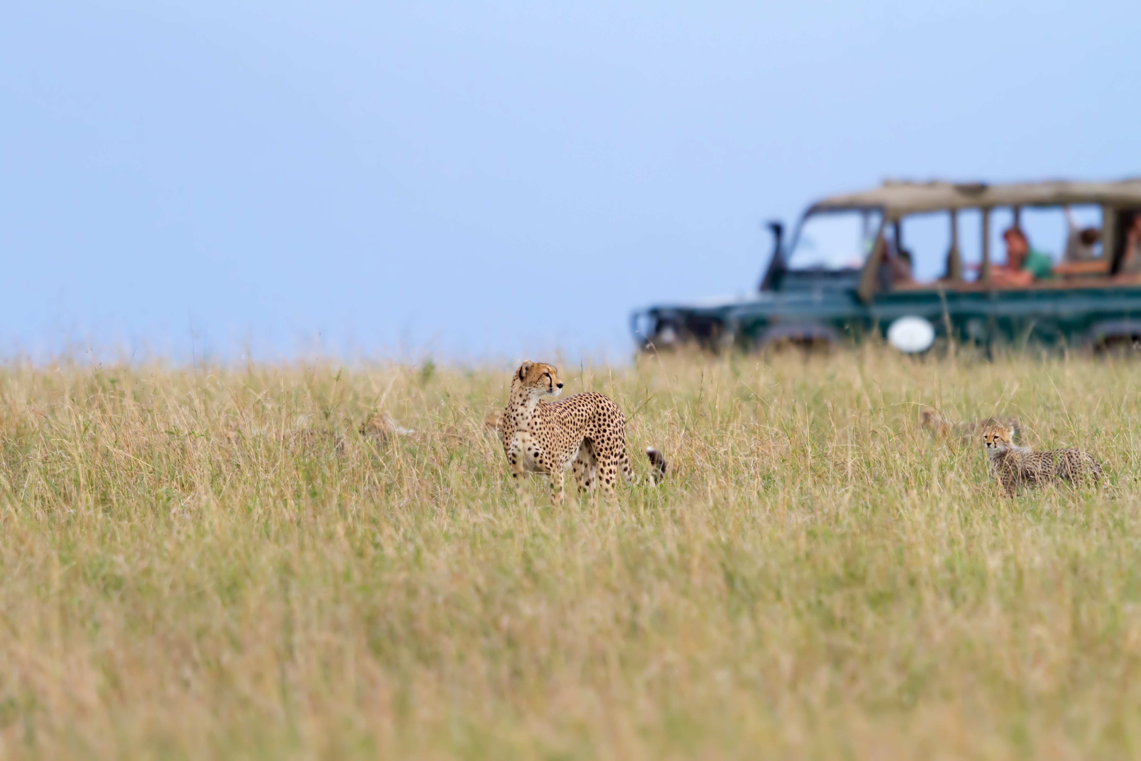 Gepard i det naturlige habitat med safarikøretøj i baggrunden på den kendte savanne i Masai Mara