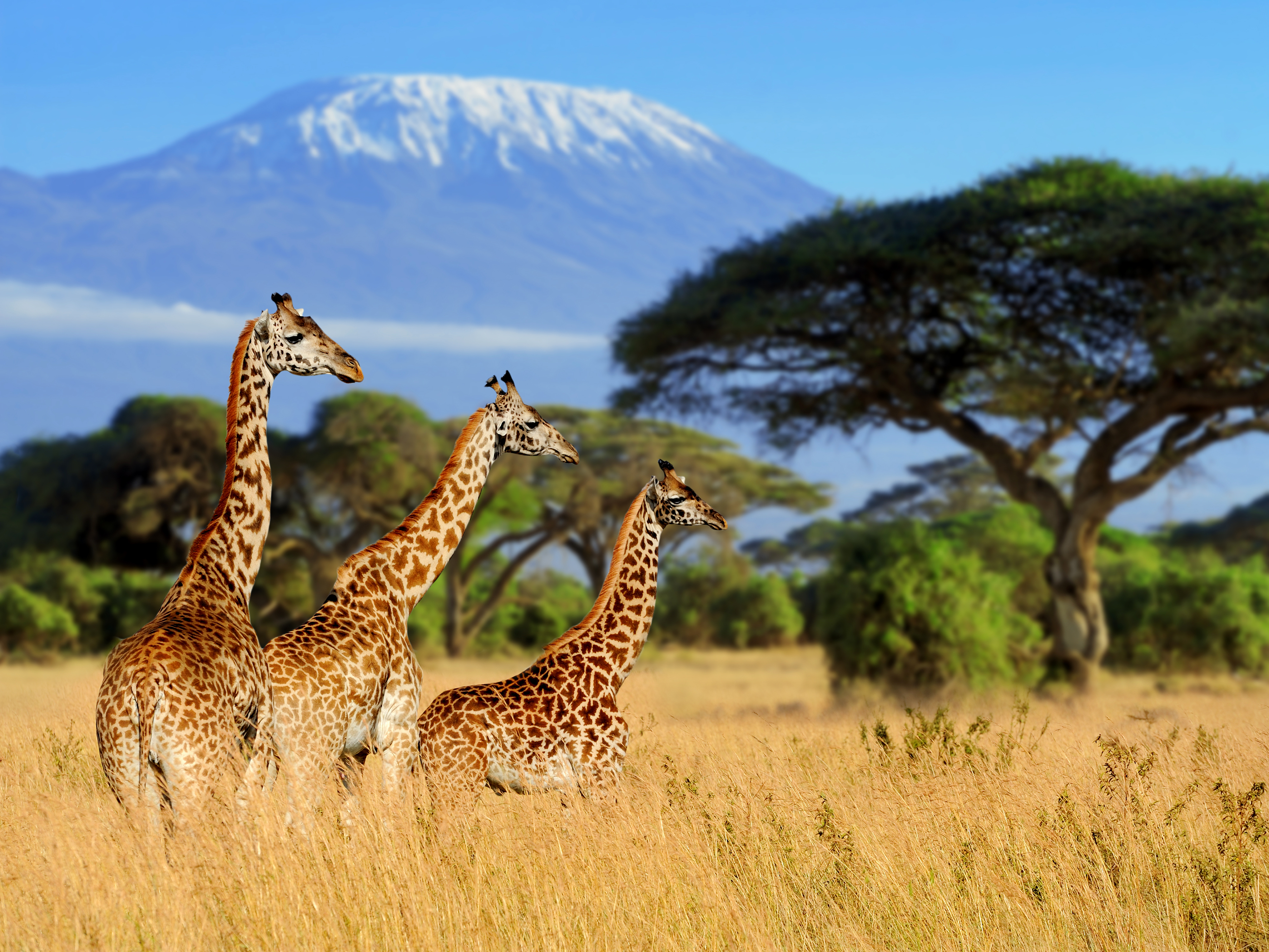 Tre elegante giraffer på den åbne savanne med det mægtige Kilimanjaro-bjerg i baggrunden, en ægte safari-oplevelse i Kenya