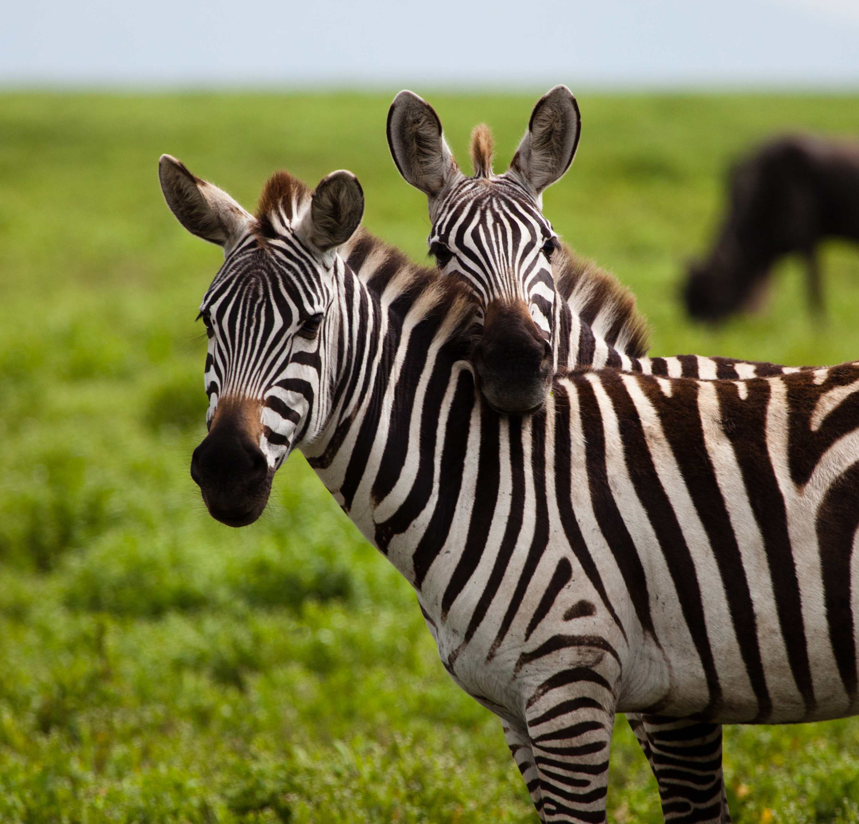 Kenya safari med zebraer på Serengeti sletter nær Masai Mara
