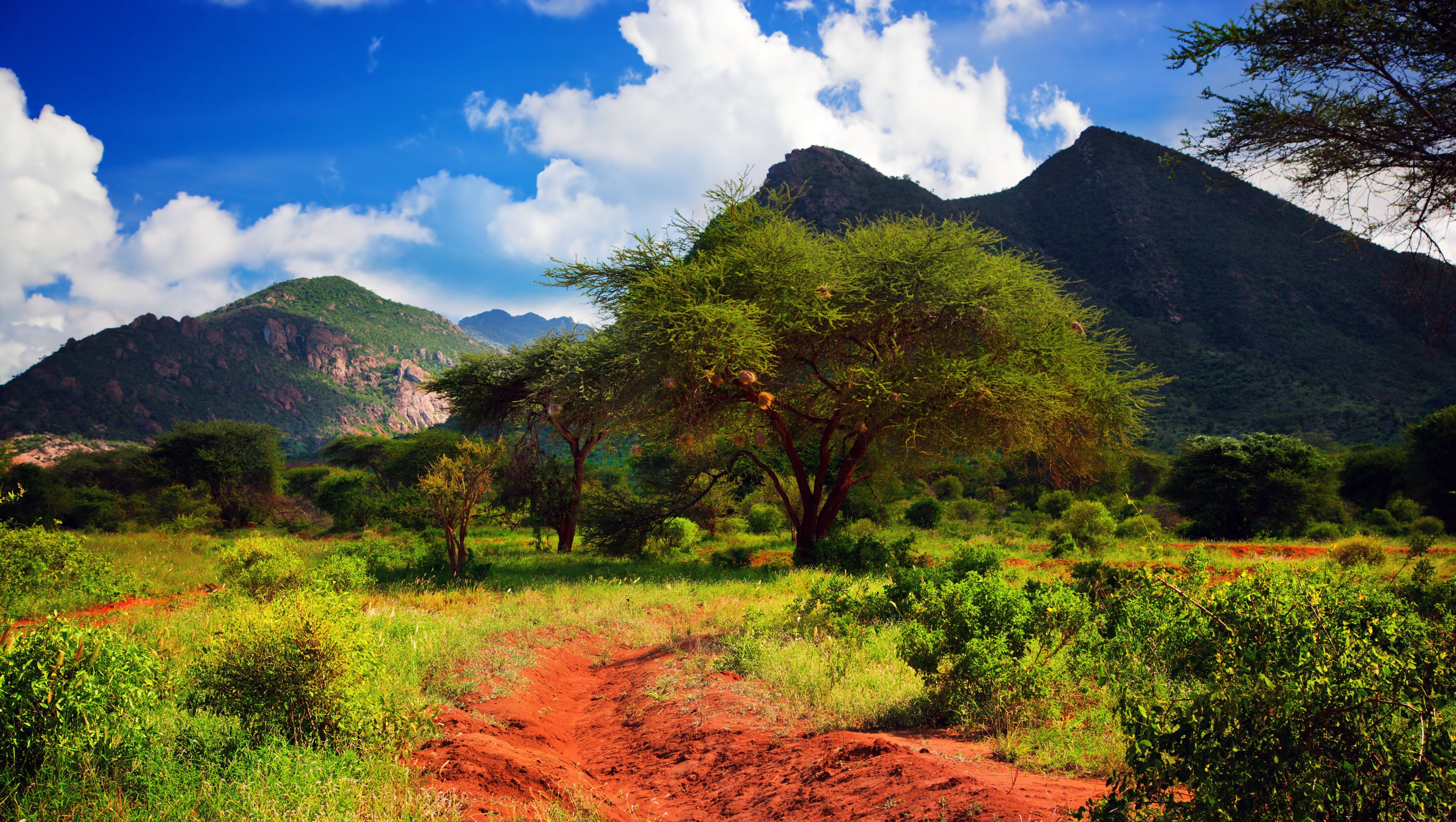 Uberørt savannelandskab med røde jordstier og frodige akacietræer foran høje bjerge i Tsavo West Kenya