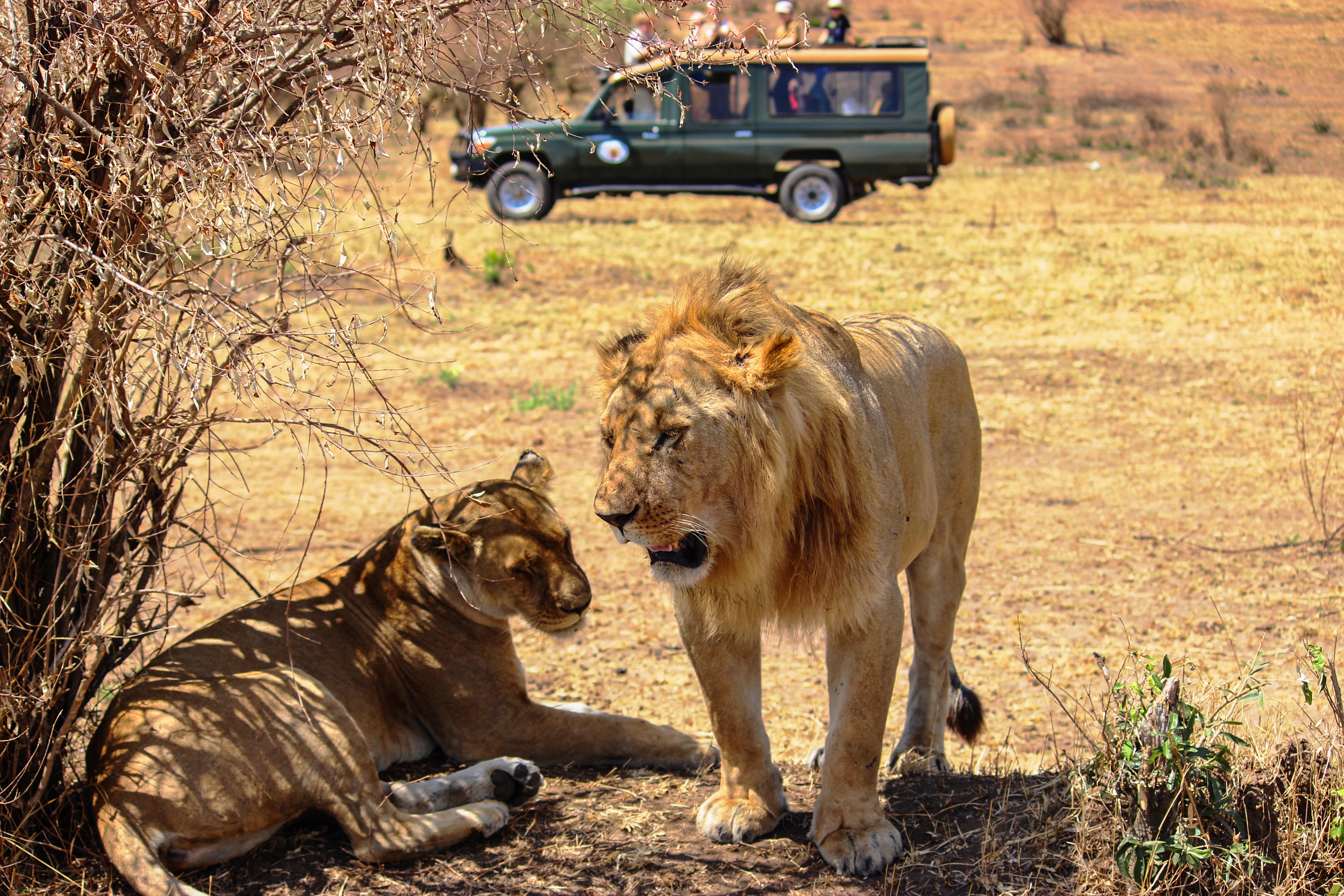 Hannløve og løvinde observeret på tæt hold fra safaribil i Kenyas imponerende savannelandskab
