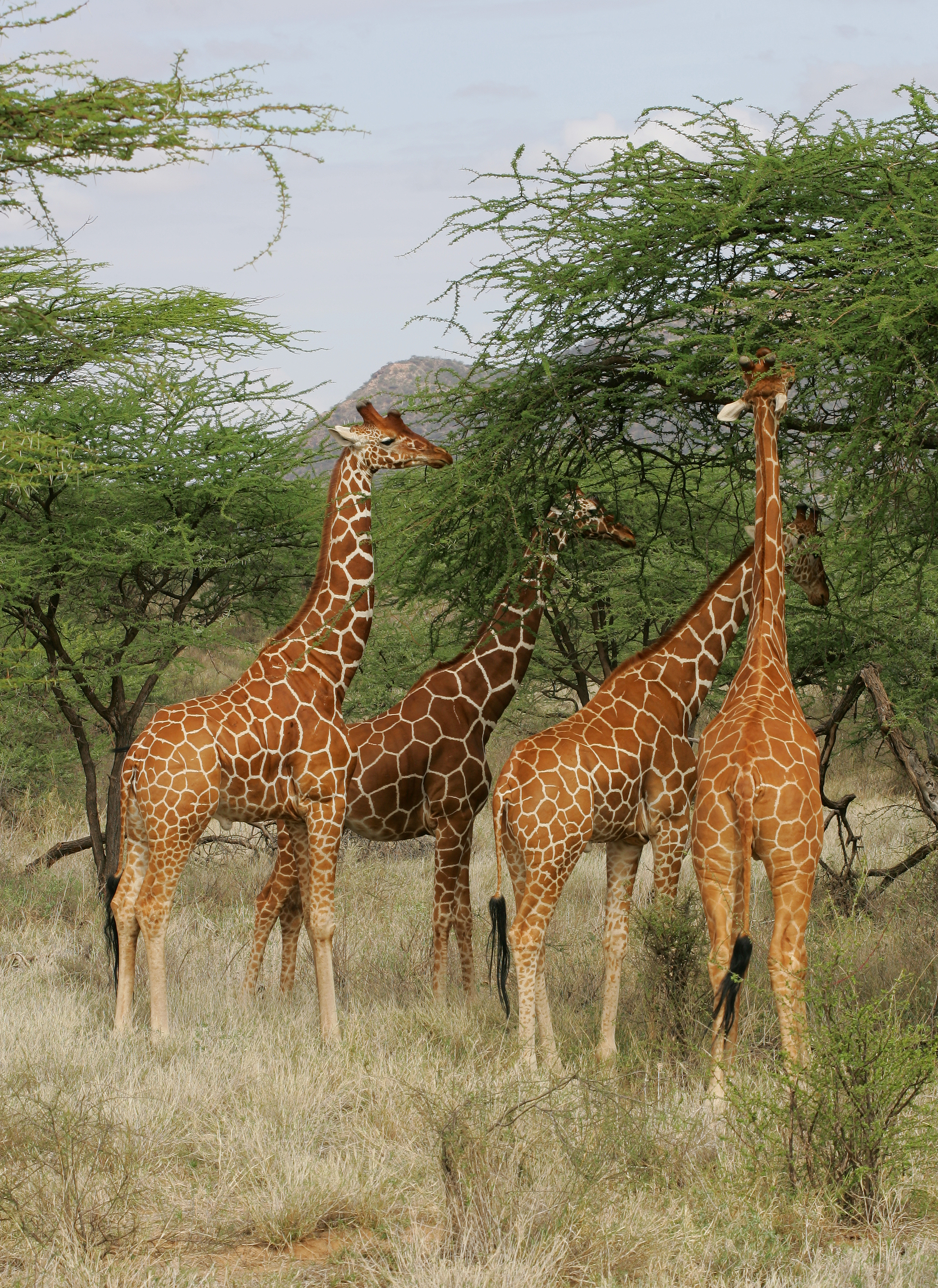 Smukke giraffer med karakteristiske pletter under afrikanske akacietræer