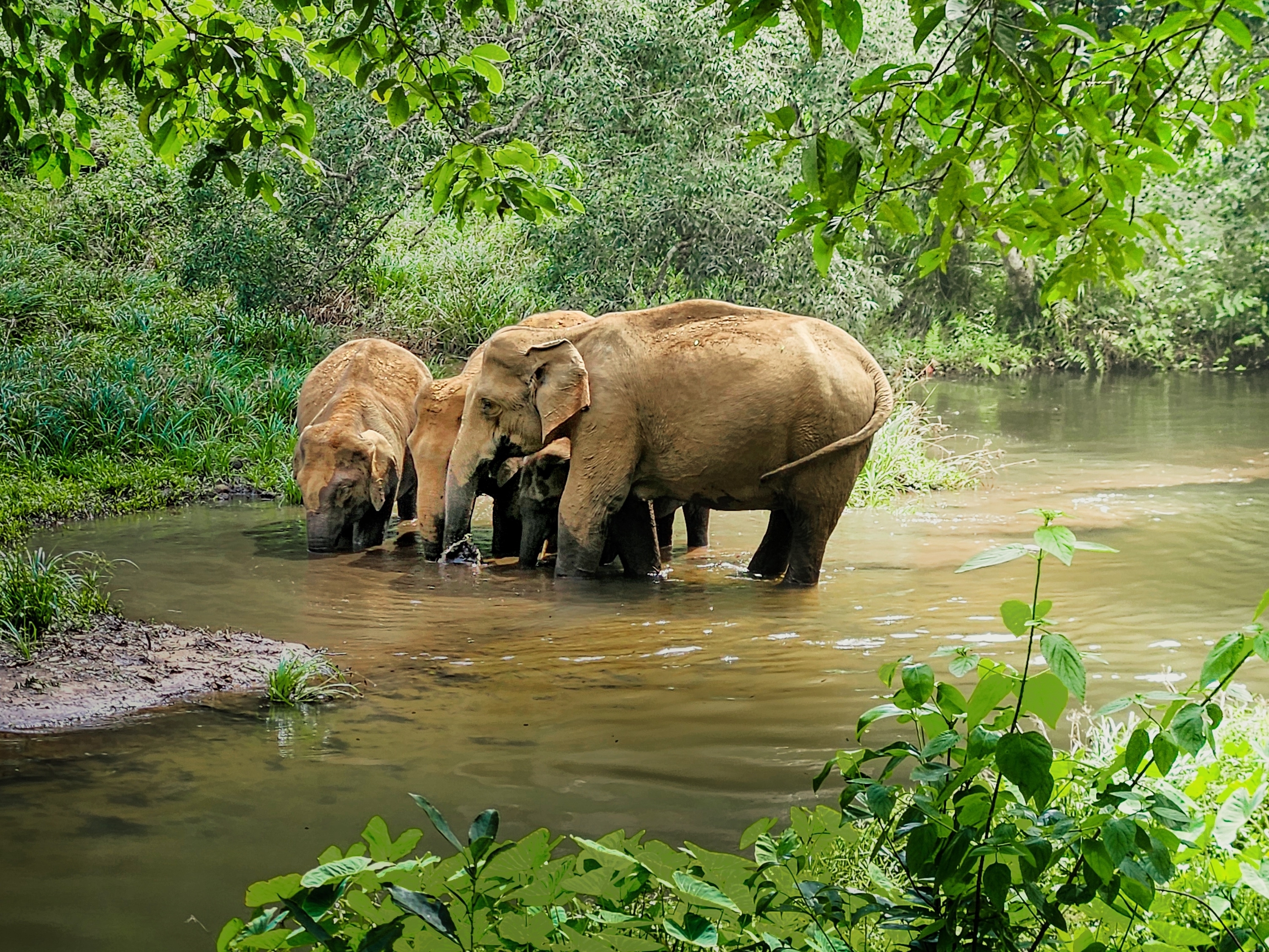 Majestætiske elefanter vasser i en jungle flod i Kerala, Indien, omgivet af tæt tropisk vegetation