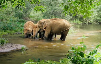 Majestætiske elefanter vasser i en jungle flod i Kerala, Indien, omgivet af tæt tropisk vegetation