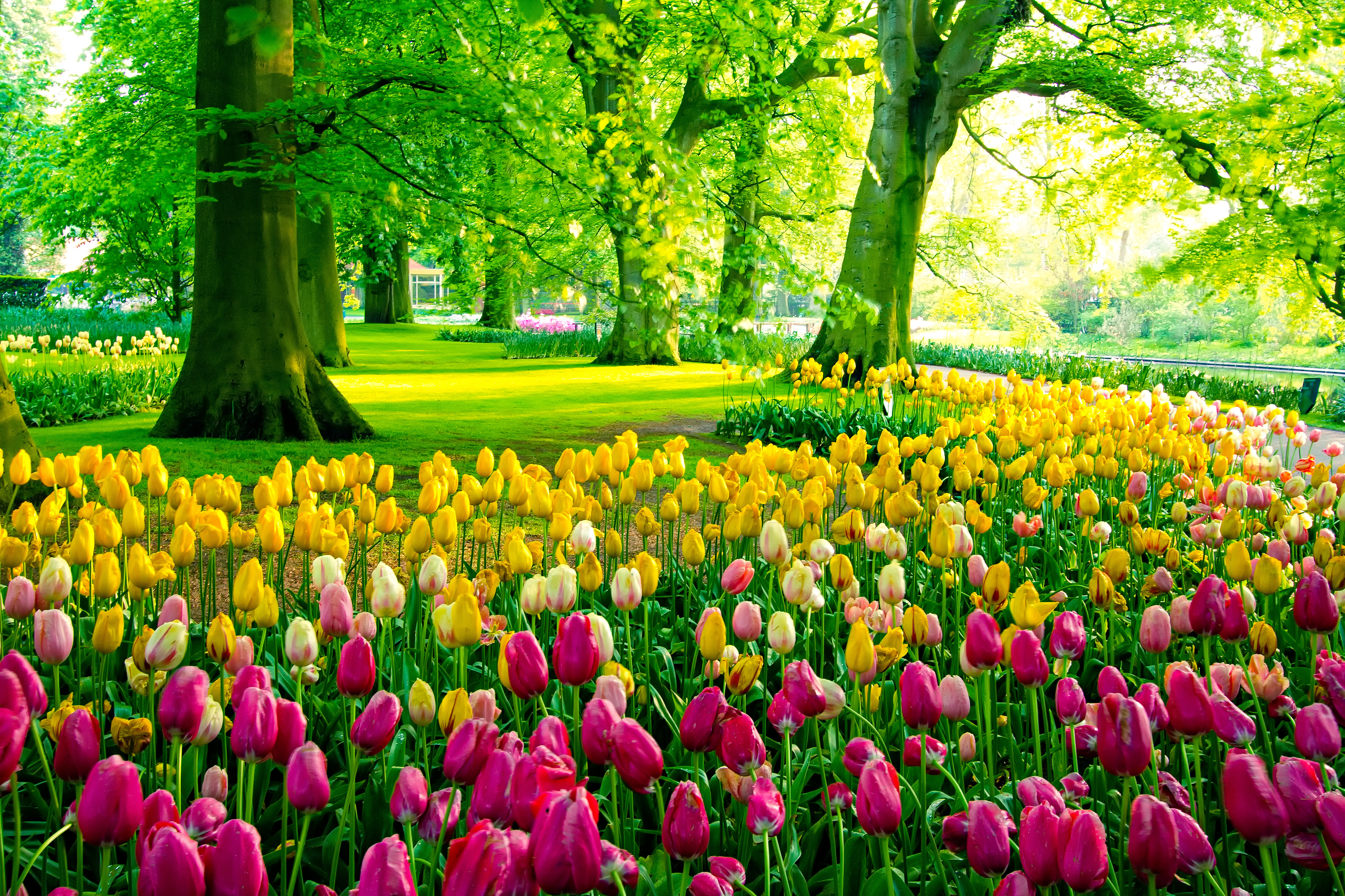 Spektakulære pink og gule tulipaner i Keukenhof blomsterpark i Nederlandene på en smuk forårsdag