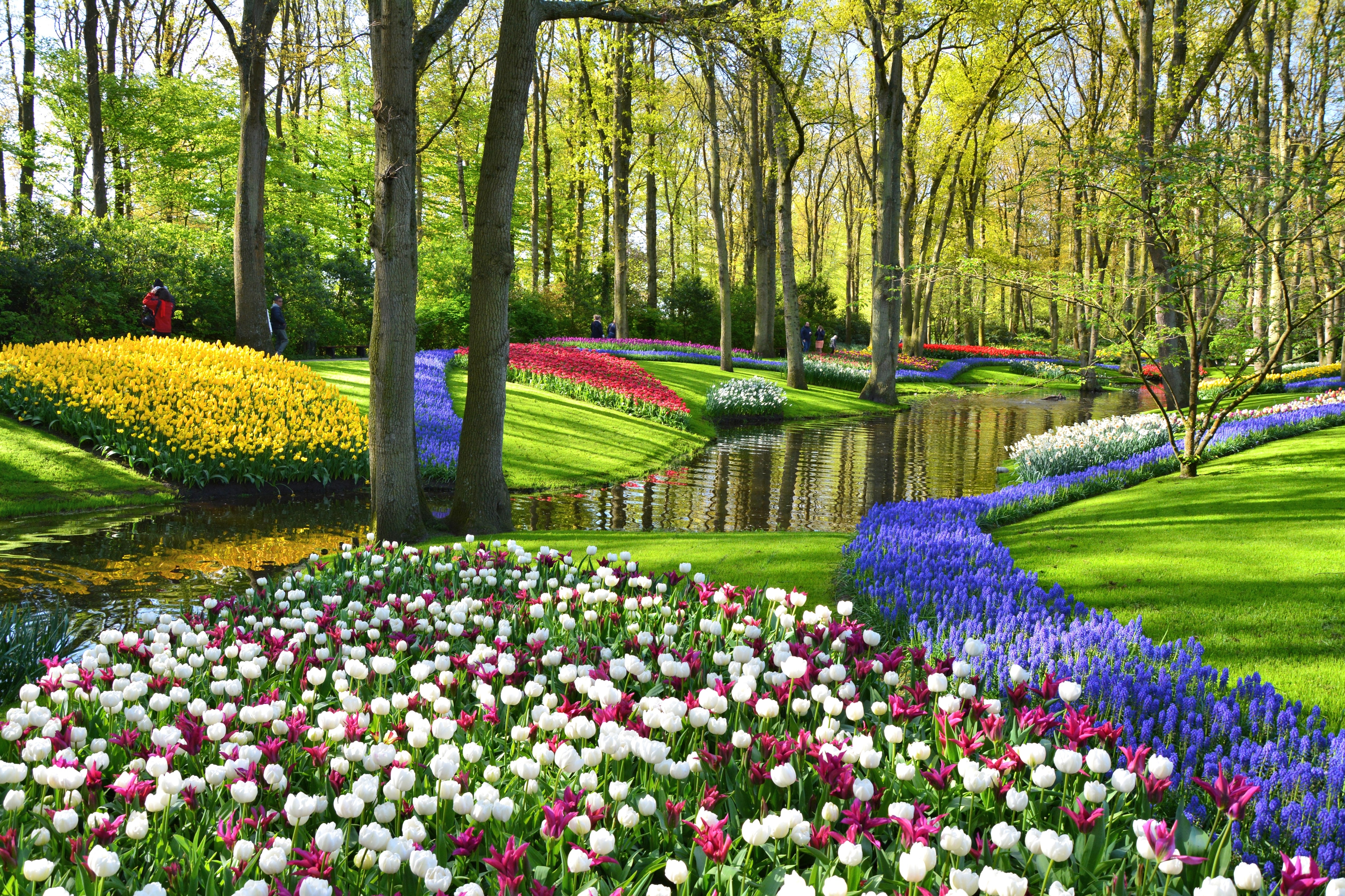 Malerisk udsigt over Keukenhofs berømte blomsterhaver med farverige tulipaner og blå muscari ved vandkanten i det hollandske forårslandskab