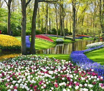 Malerisk udsigt over Keukenhofs berømte blomsterhaver med farverige tulipaner og blå muscari ved vandkanten i det hollandske forårslandskab