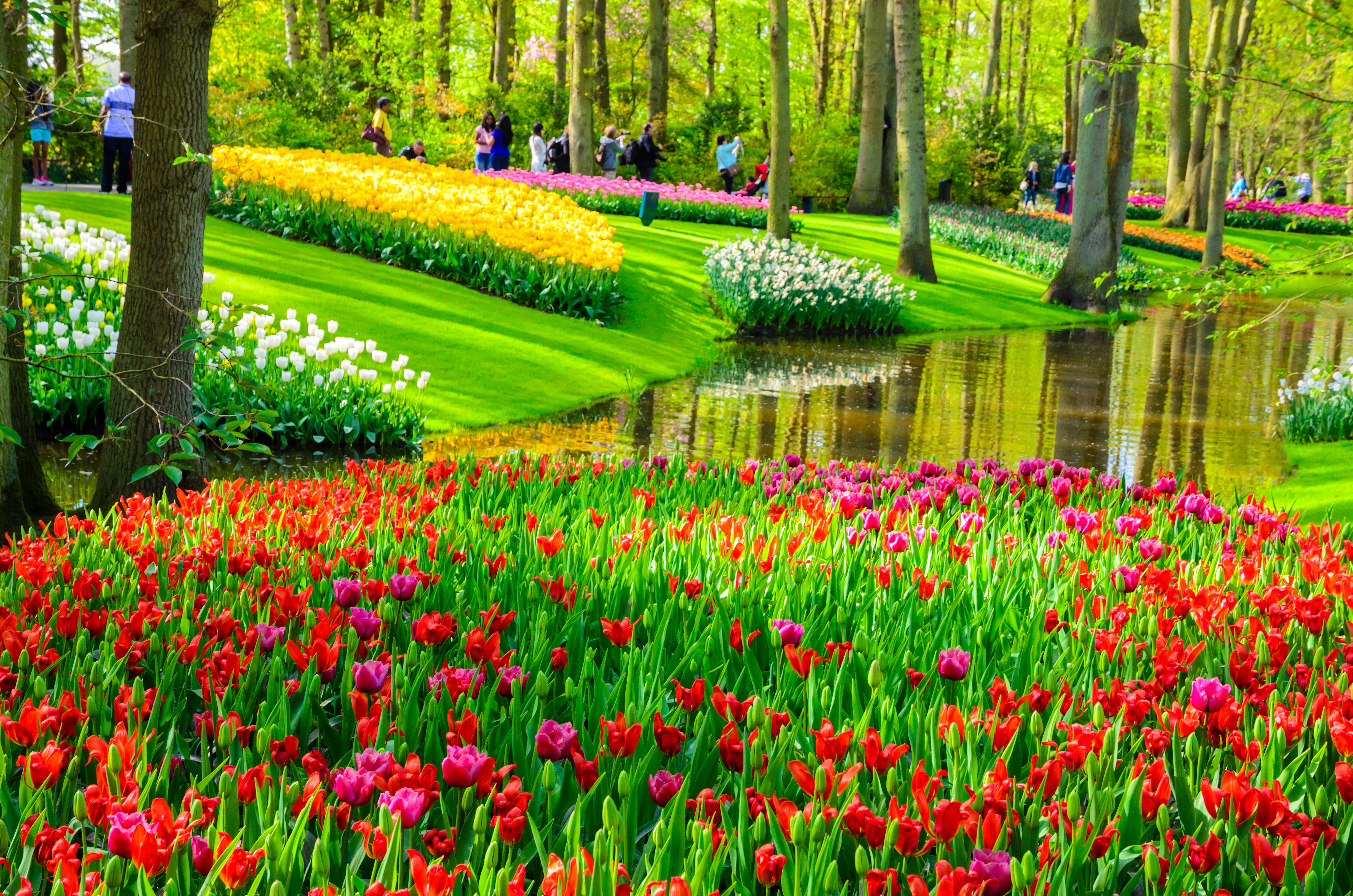 Frodige blomsterbede med røde og gule tulipaner langs vandveje i Keukenhof blomsterpark i Holland