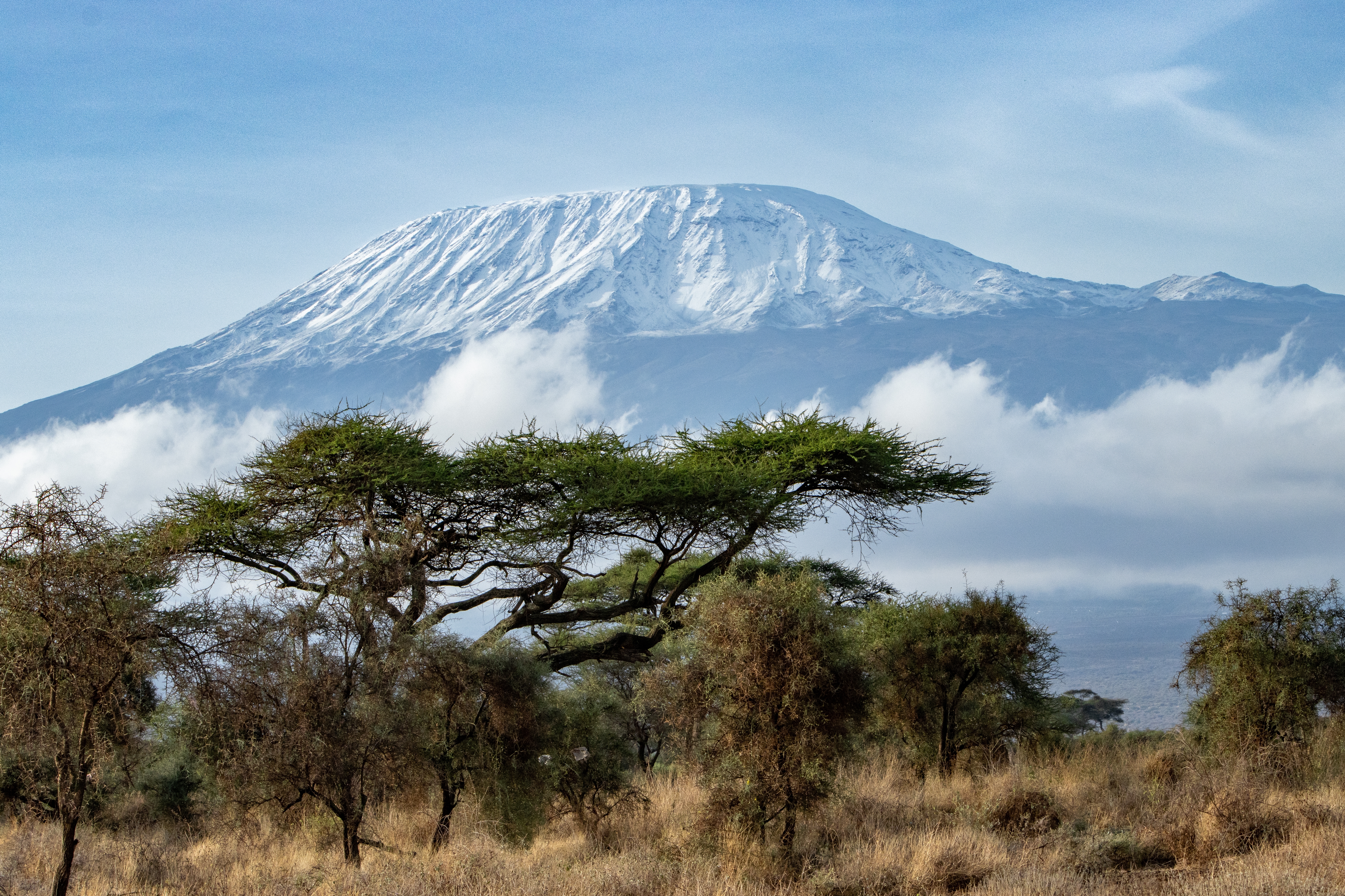 Det ikoniske snedækkede Mount Kilimanjaro med afrikanske akacietræer og vild savanne i Kenya