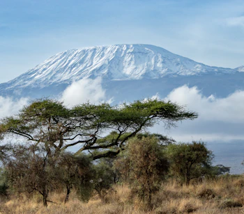 Det ikoniske snedækkede Mount Kilimanjaro med afrikanske akacietræer og vild savanne i Kenya