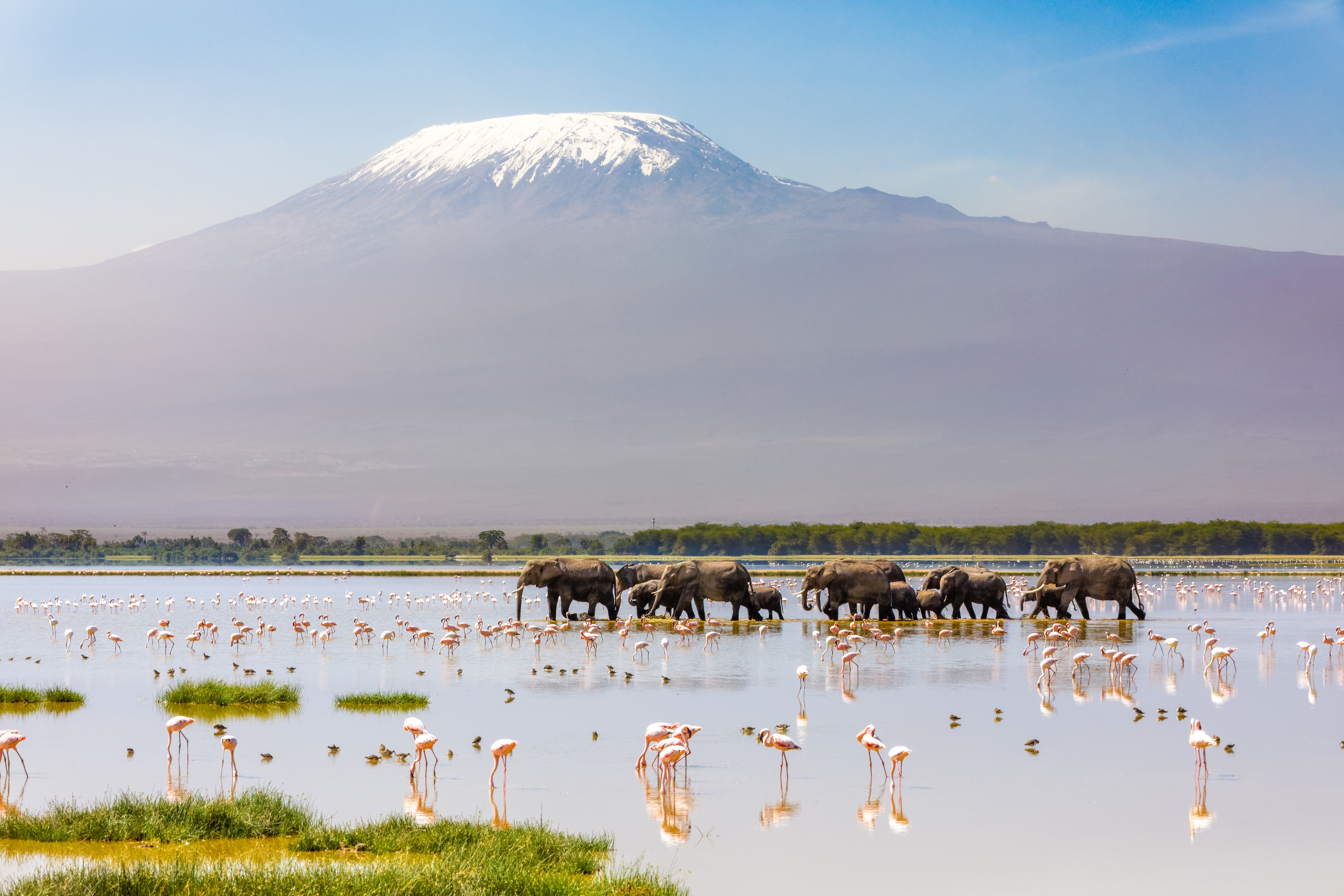 Afrikanske elefanter ved vandhul i Amboseli med Kilimanjaro