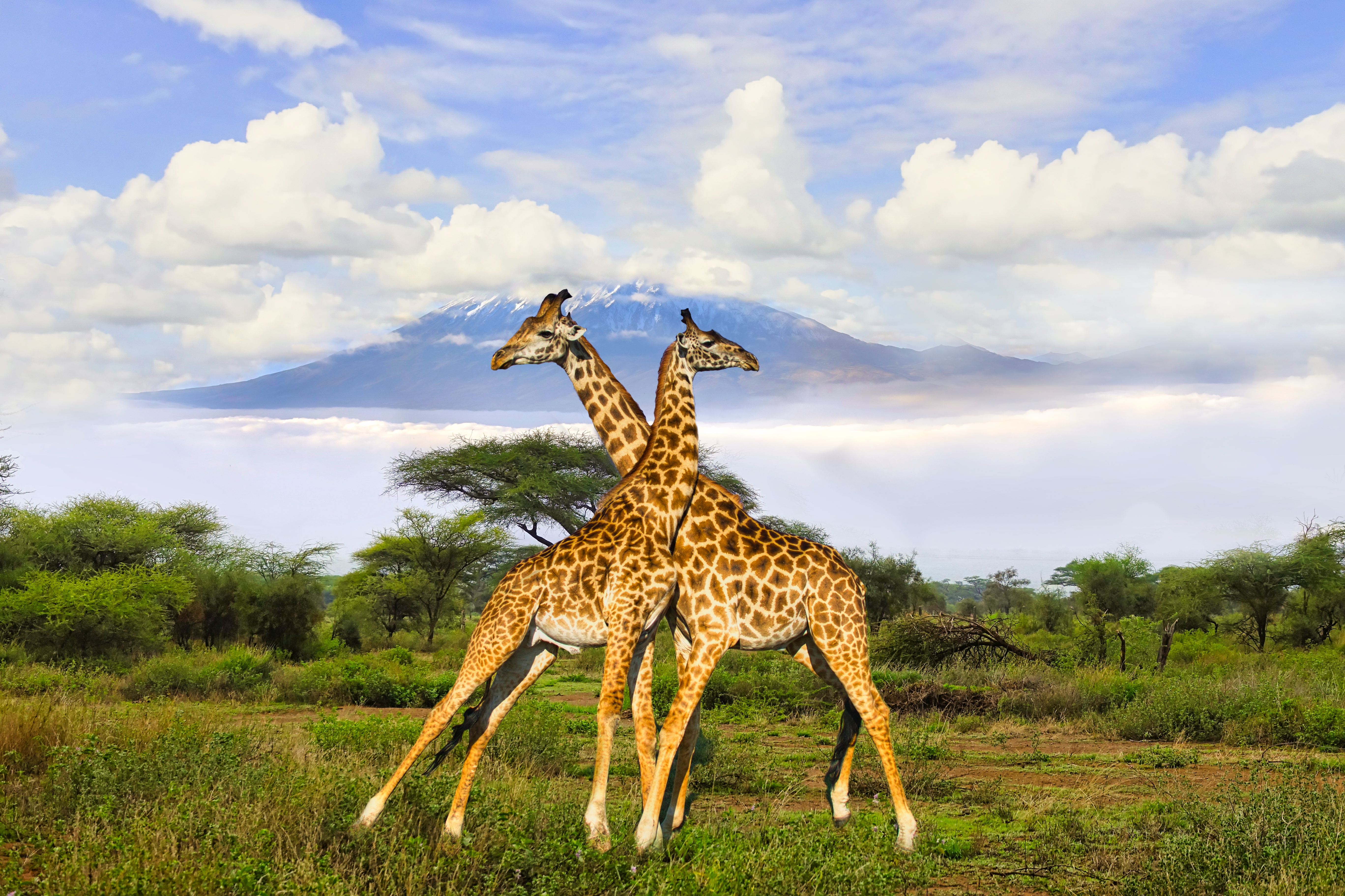 Giraffer foran det majestætiske Mount Kilimanjaro - uforglemmelig safari tur i Tanzania