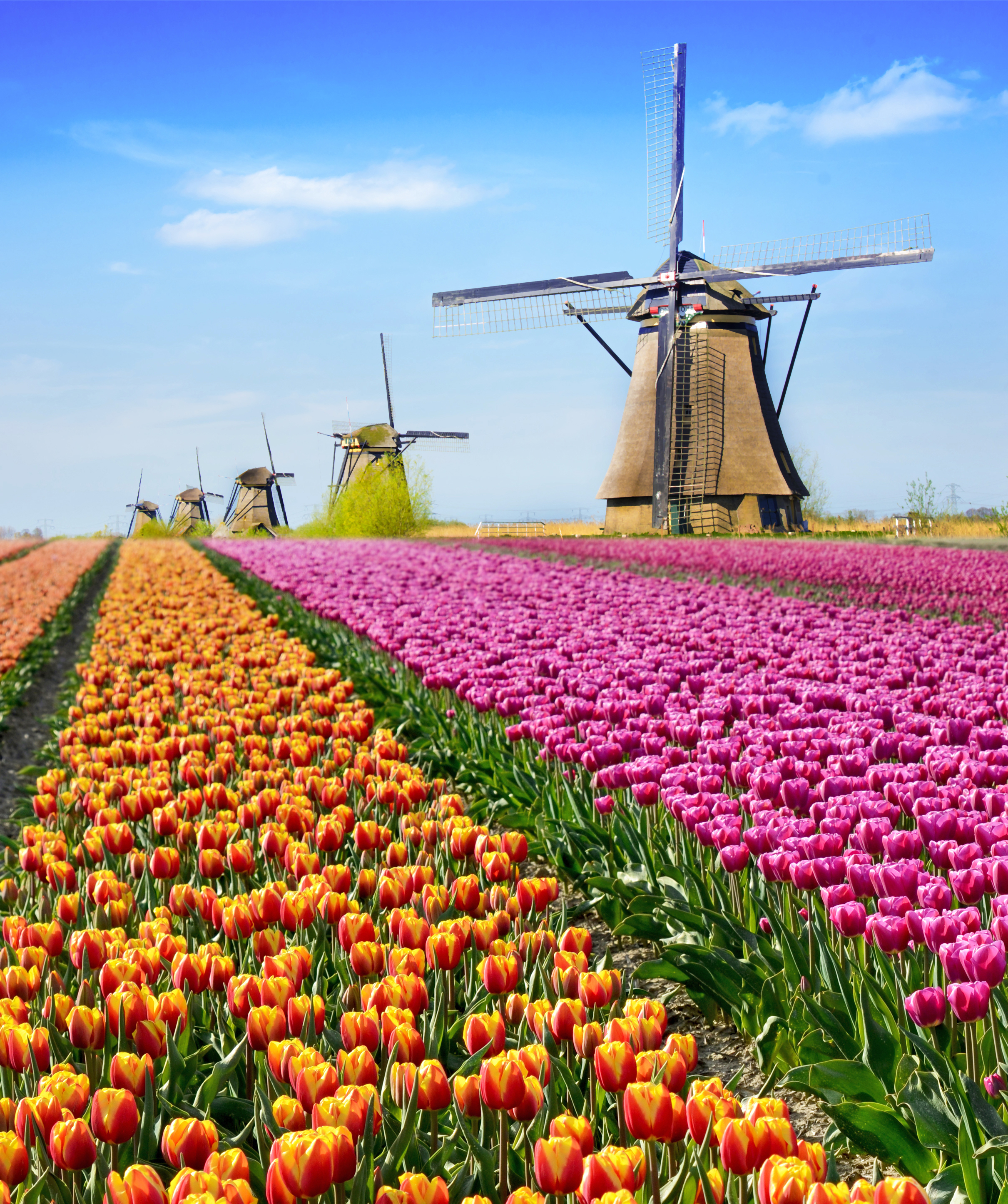 Farverigt forårspanorama med tulipaner og vindmøller i Holland