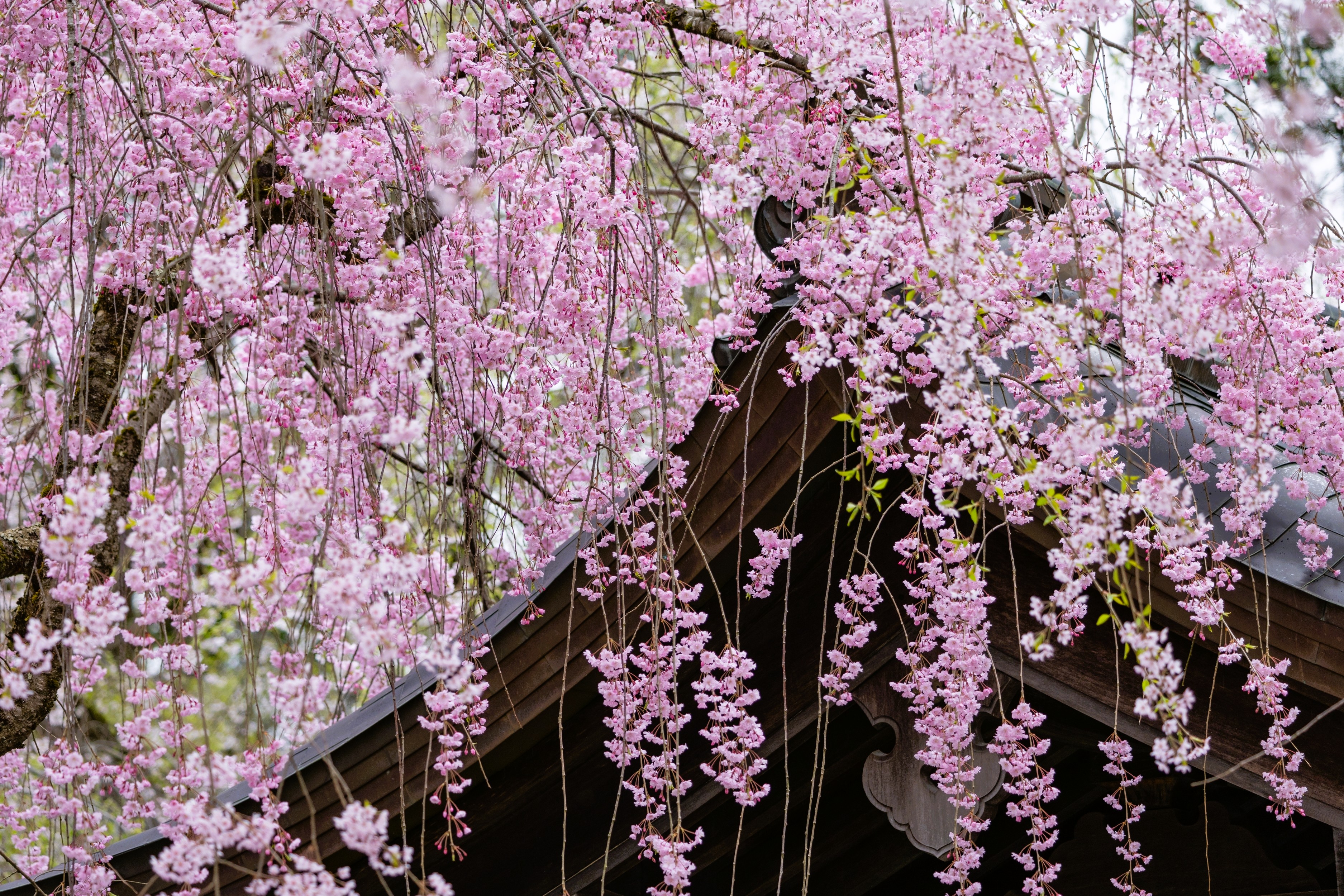 Lyserøde hængende kirsebærgrene (shidare zakura) over historiske samuraigader i Kakunodate, Akita, Japan om foråret