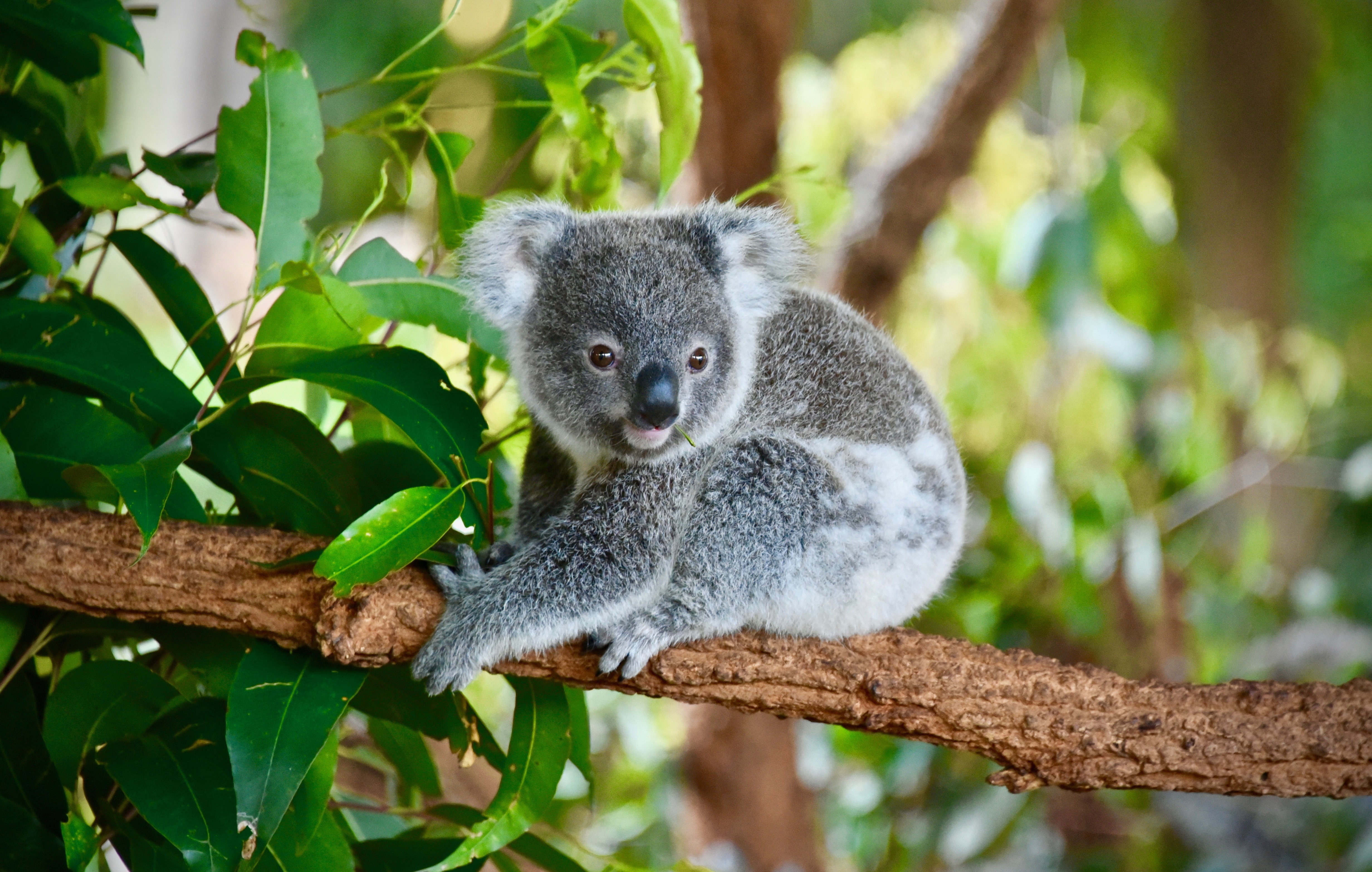 Sød grå koala bjørn hvilende på en gren i Australiens vilde natur
