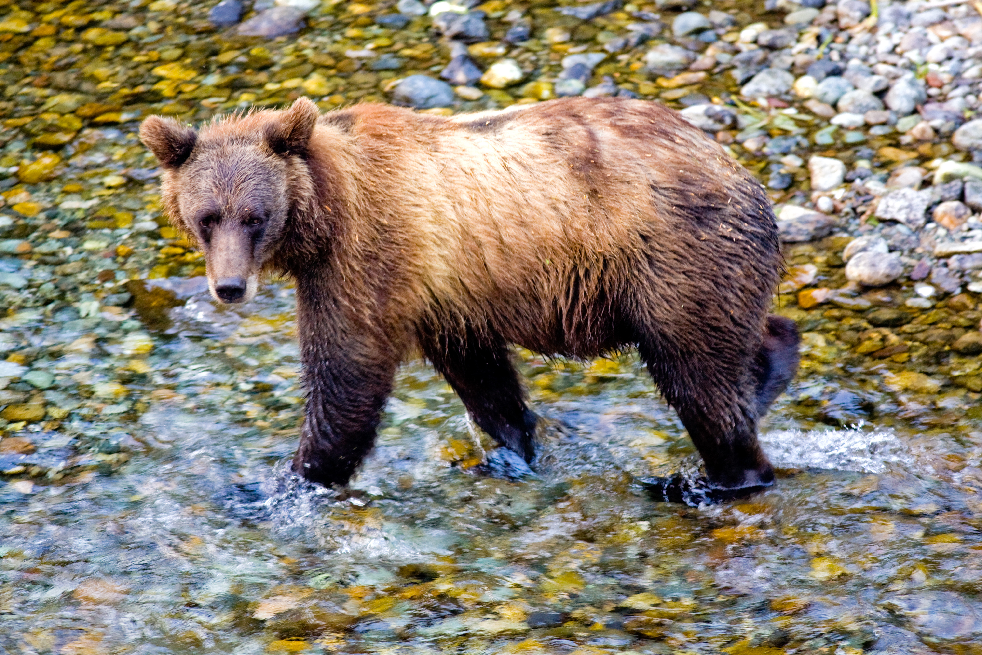 Majestætisk kodiak bjørn i naturlige omgivelser Alaska