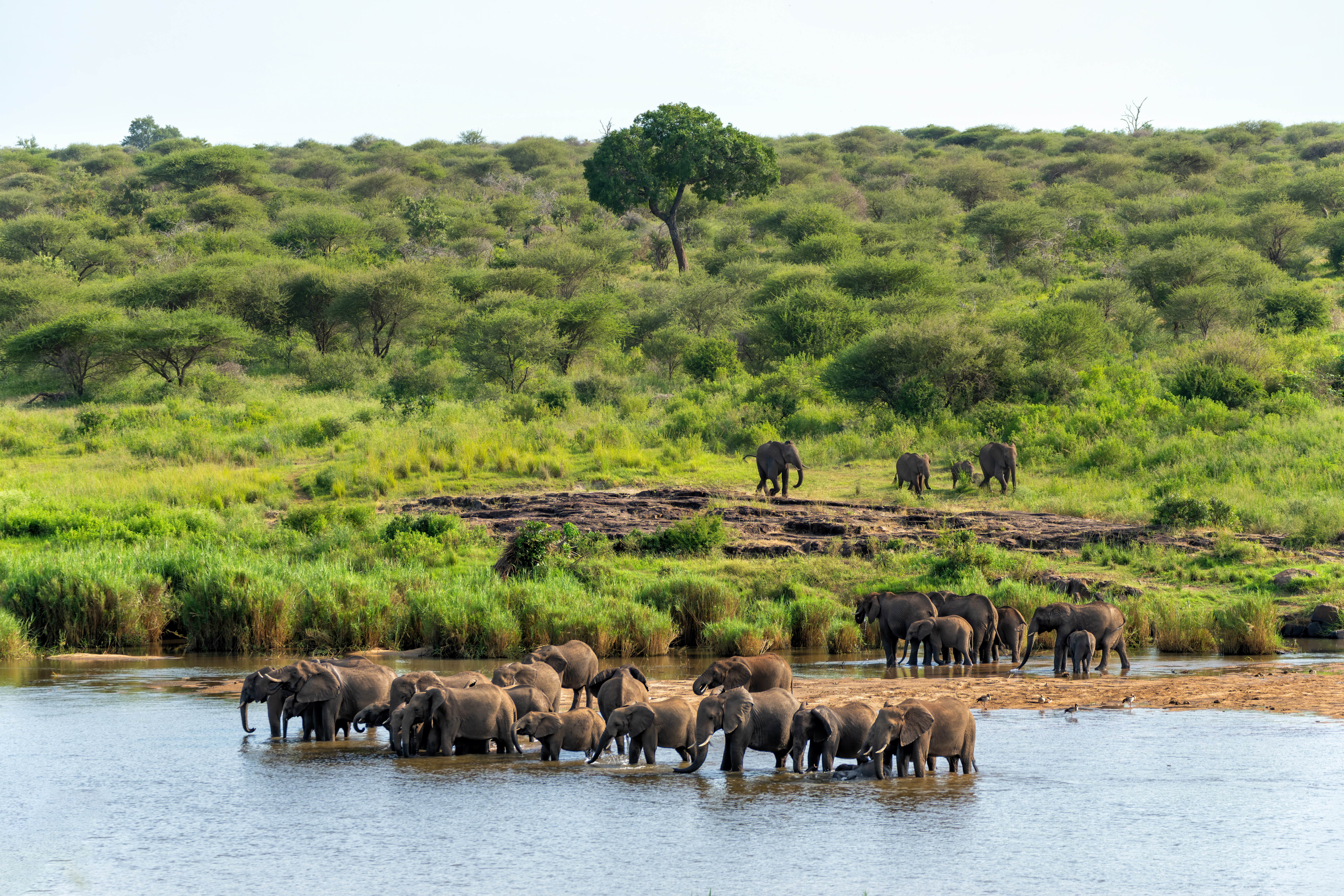 Elefantflok samlet ved vandstedet under safari i Kruger National Park