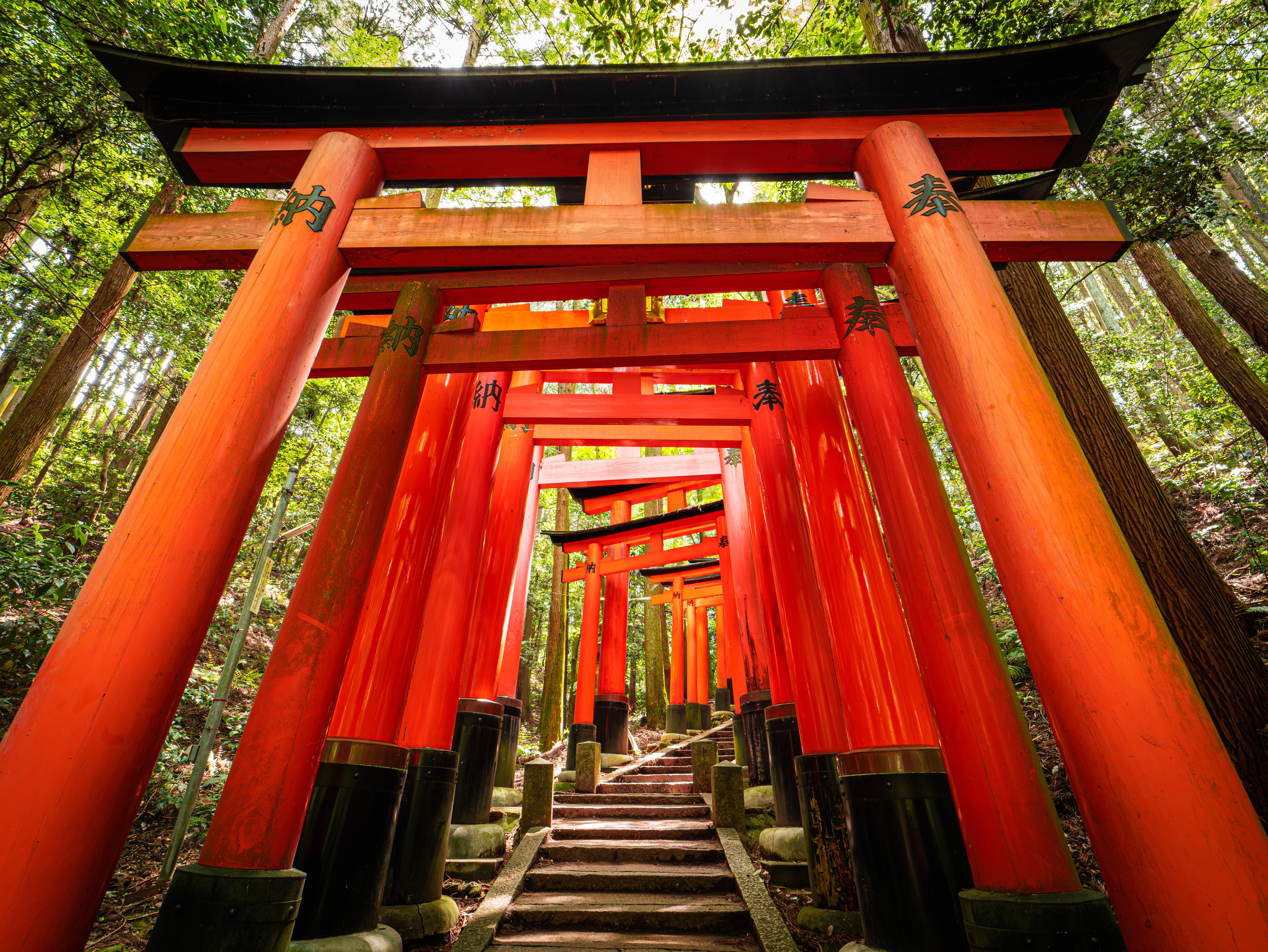 Fascinerende røde torii-porte på stien ved Fushimi Inari Taisha i Kyoto - en historisk shinto-helligdom og vigtig kulturarv i Japan