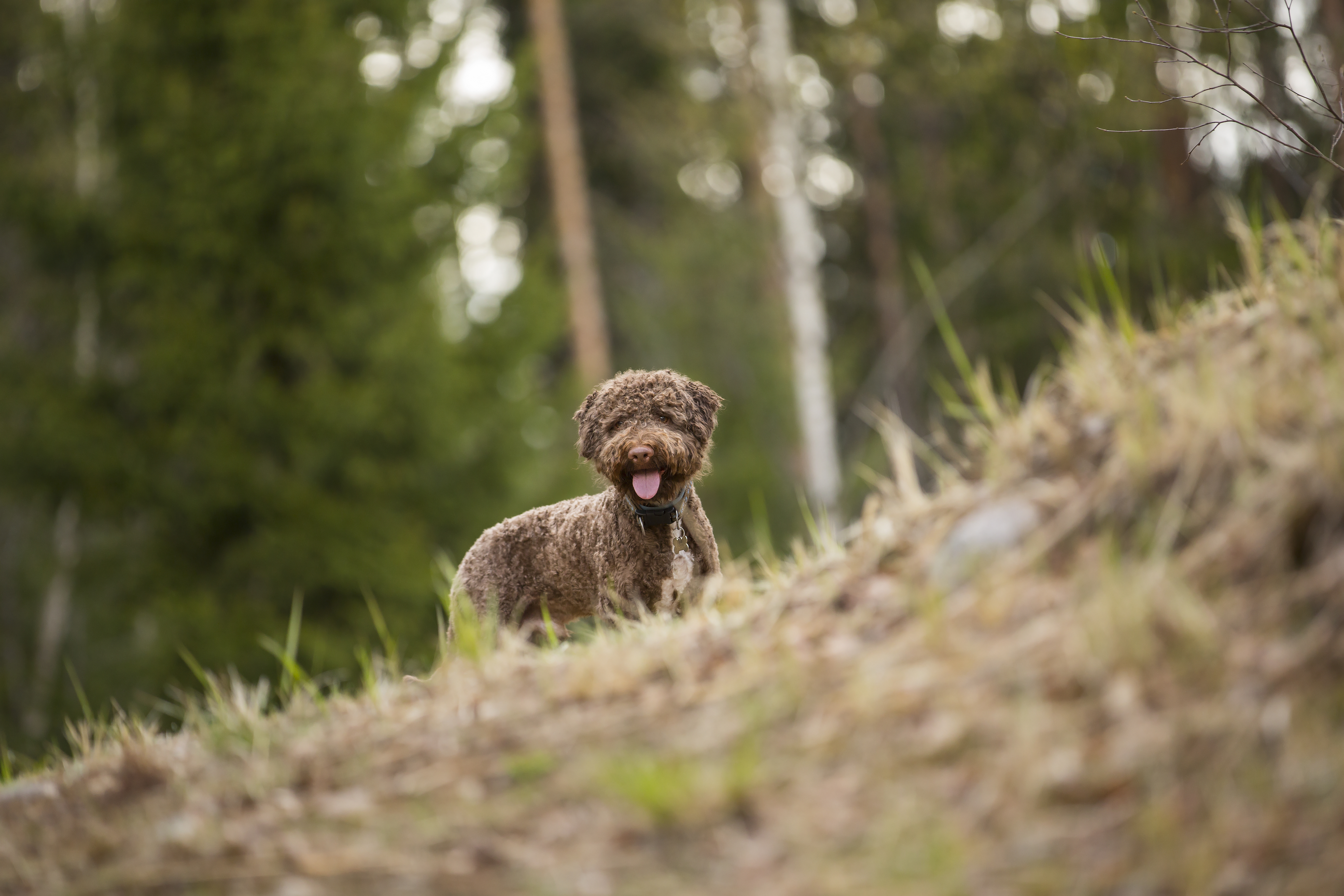 Opmærksom Lagotto Romagnolo på arbejde i en italiensk skov, hvor den bruger sin følsomme næse til at opspore de eksklusive trøfler under skovbunden