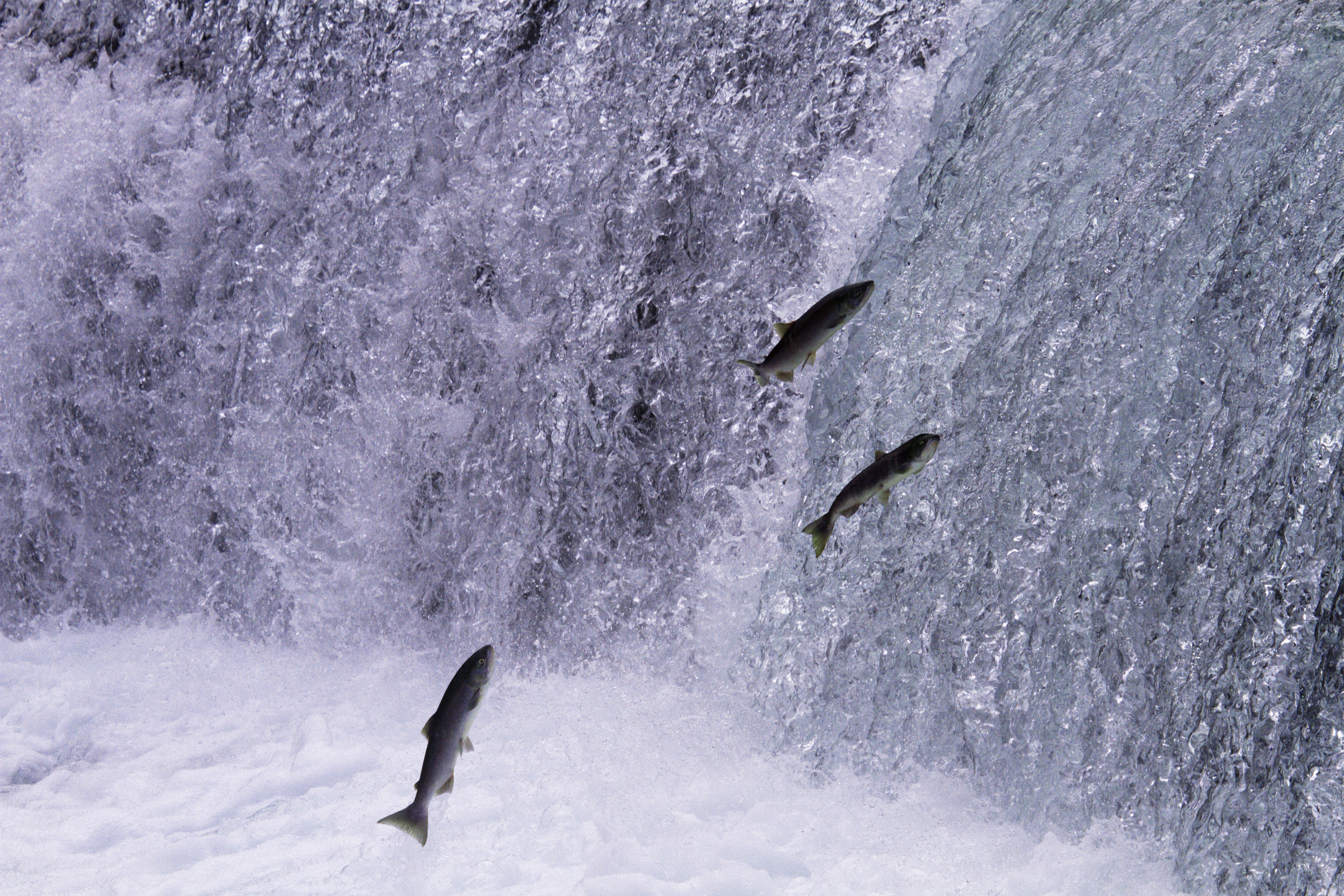 Spændende naturoplevelse med laks der springer op ad vandfaldet ved Meziadin Fishway i British Columbia, Canada