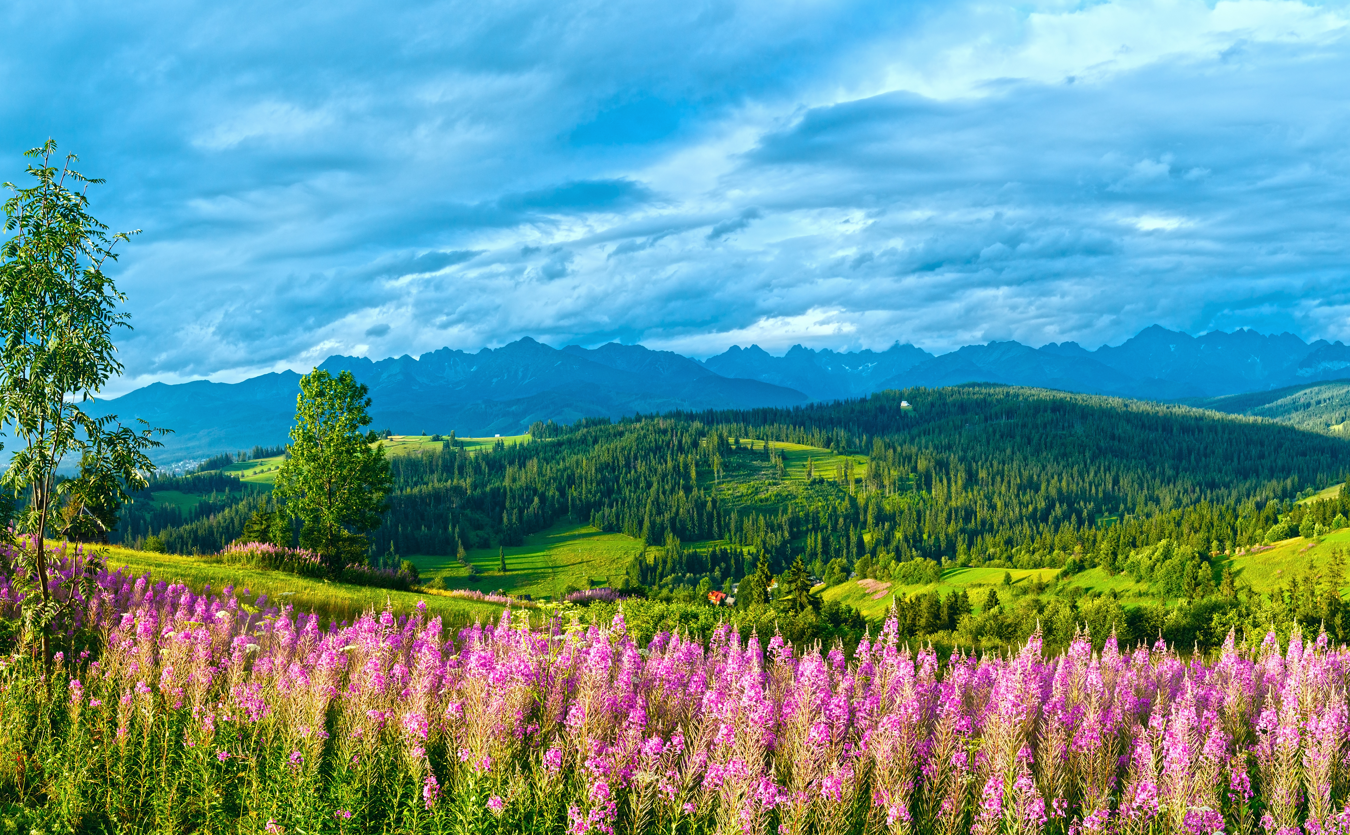 Landlig idyl i udkanten af Gliczarow Gorny med blomstrende eng og Tatra-bjergene i aftenlys, Polen
