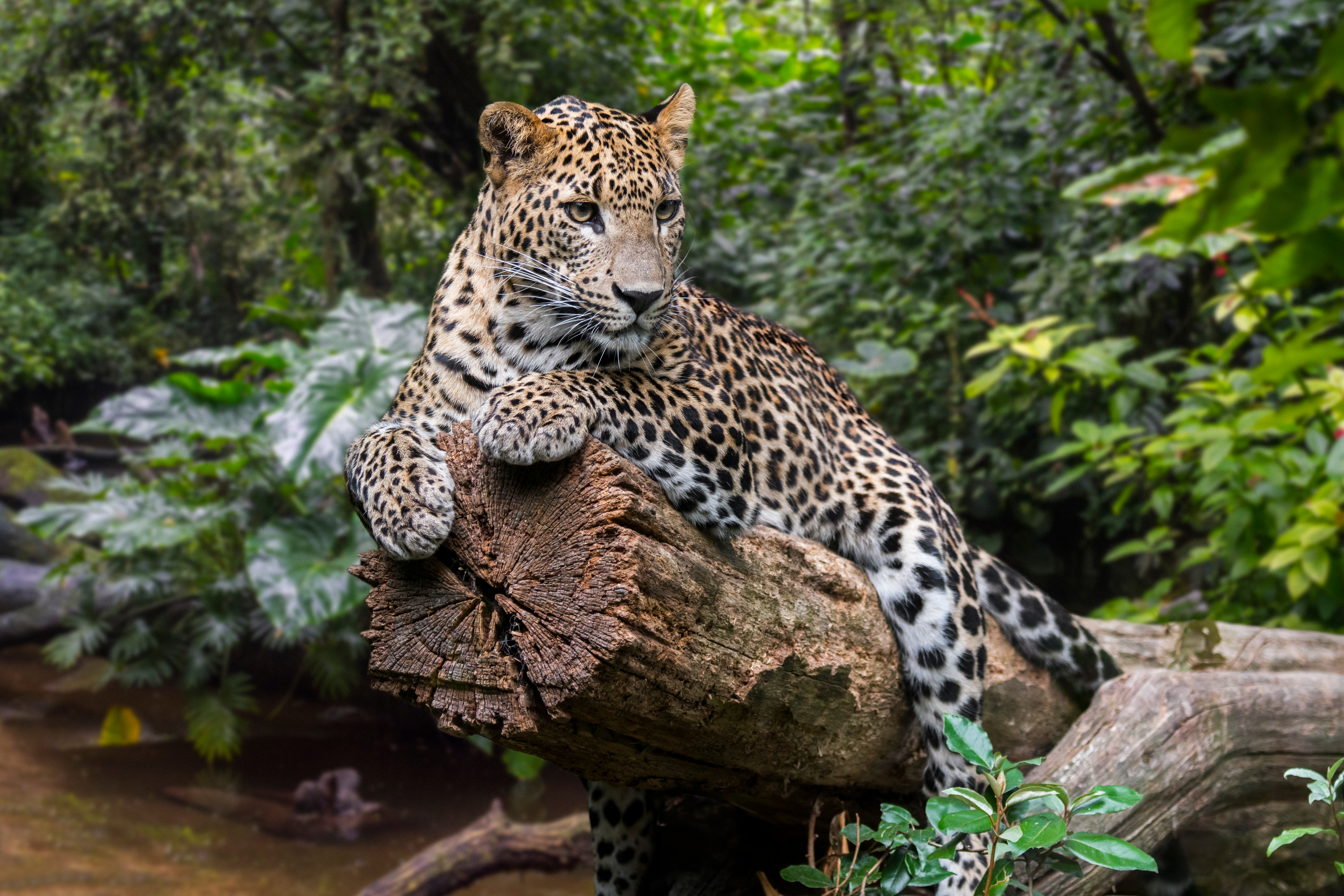 Vild leopard hvilende i Sri Lankas regnskov under wildlife safari