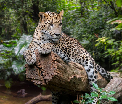 Vild leopard hvilende i Sri Lankas regnskov under wildlife safari