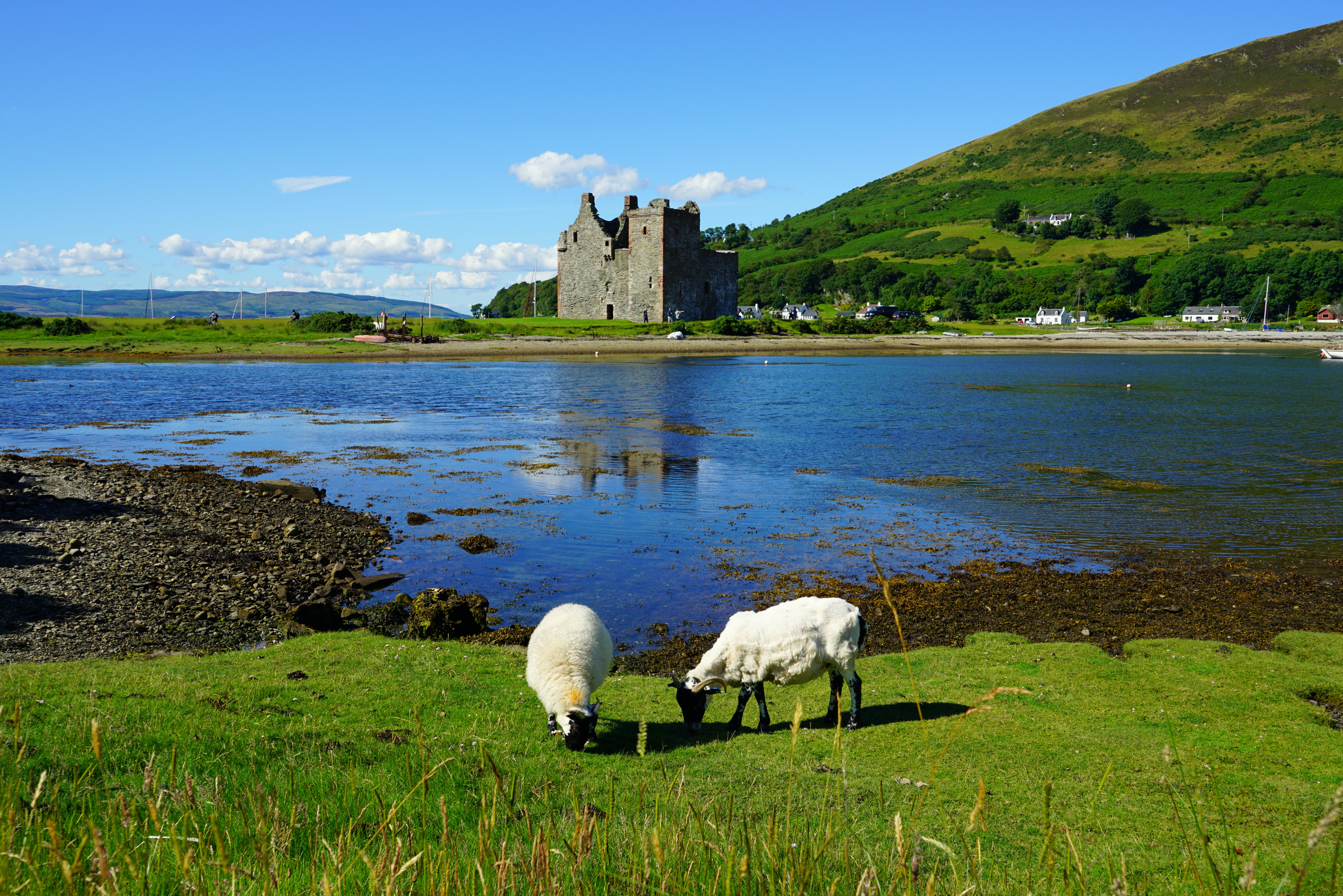Typisk skotsk sceneri med to får der græsser ved de gamle borgruiner i Lochranza på Isle of Arran under blå himmel