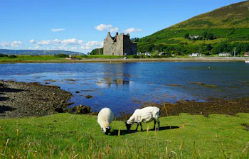 Typisk skotsk sceneri med to får der græsser ved de gamle borgruiner i Lochranza på Isle of Arran under blå himmel